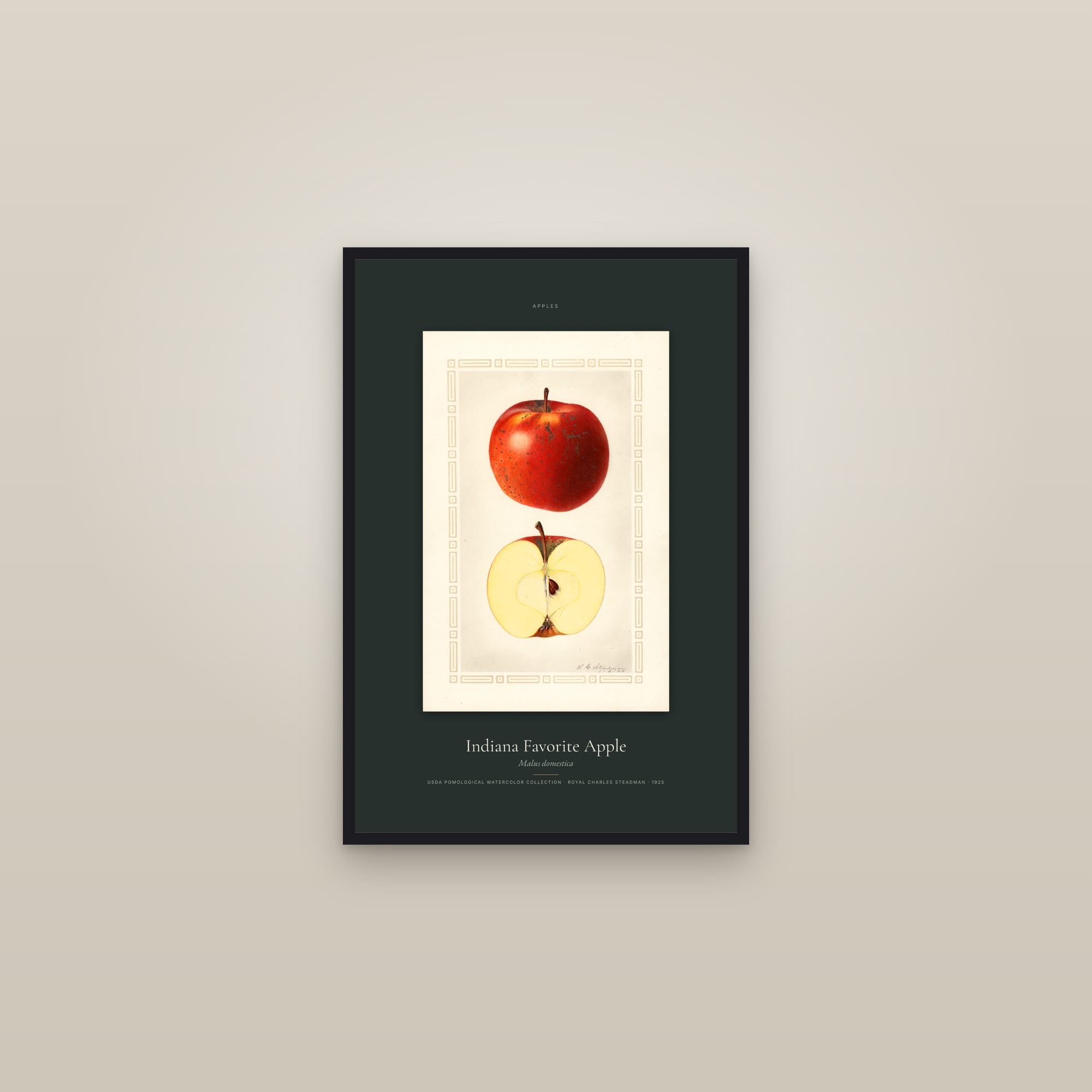 Indiana Favorite Apple — Specimen — framed in a gallery setting