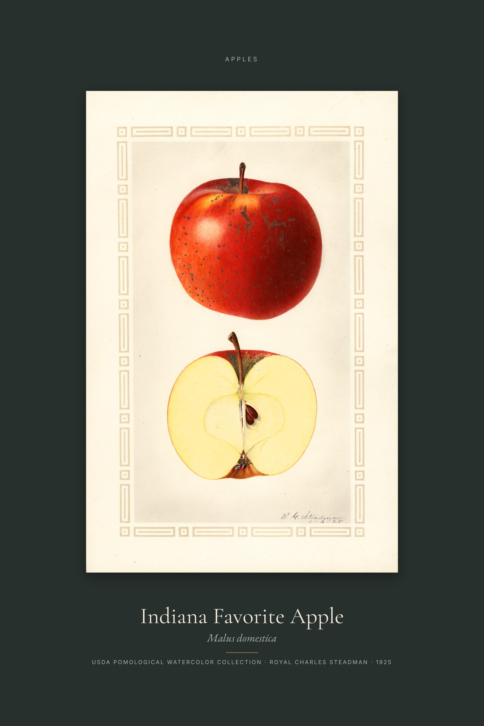 Indiana Favorite Apple — Specimen