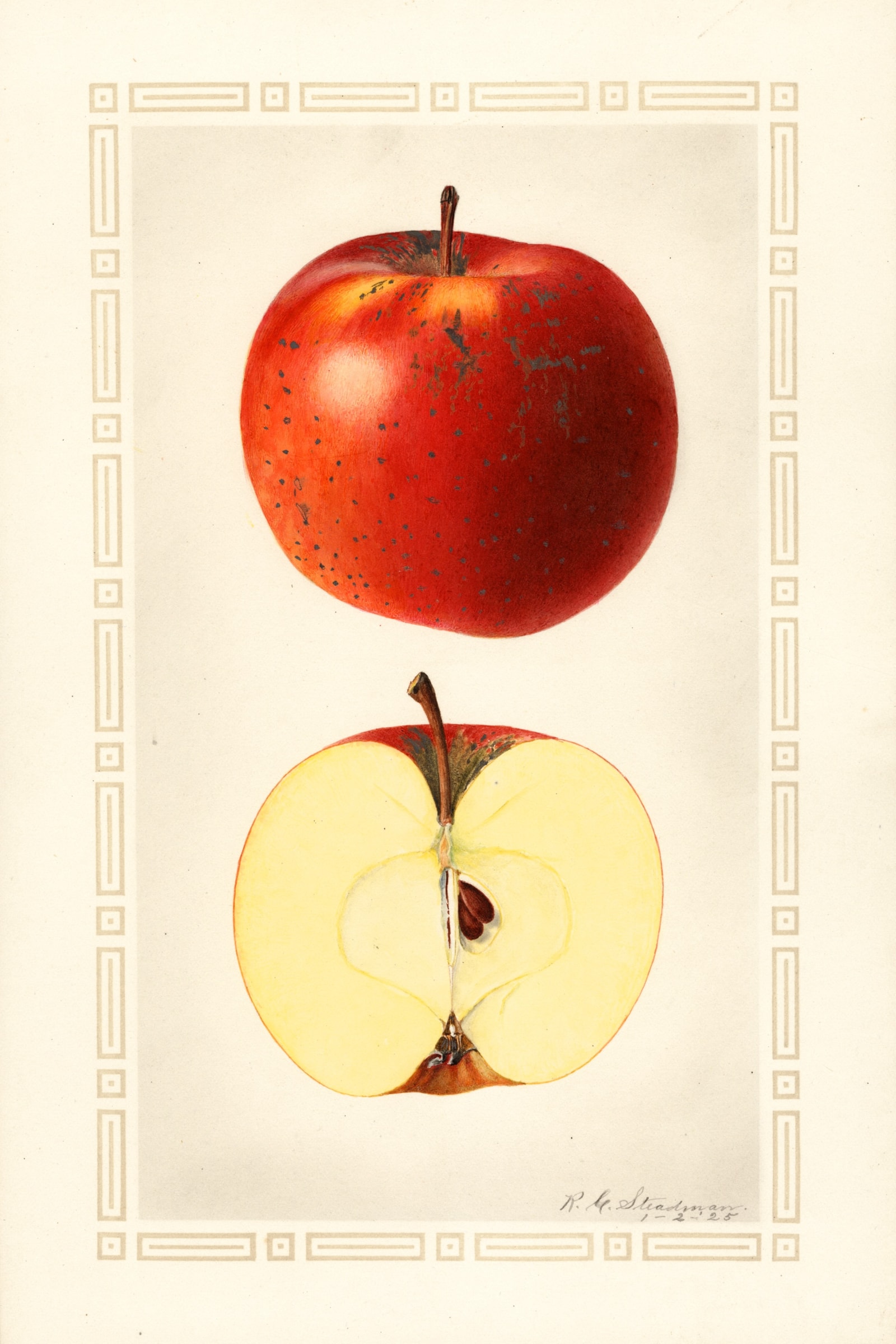 Indiana Favorite Apple