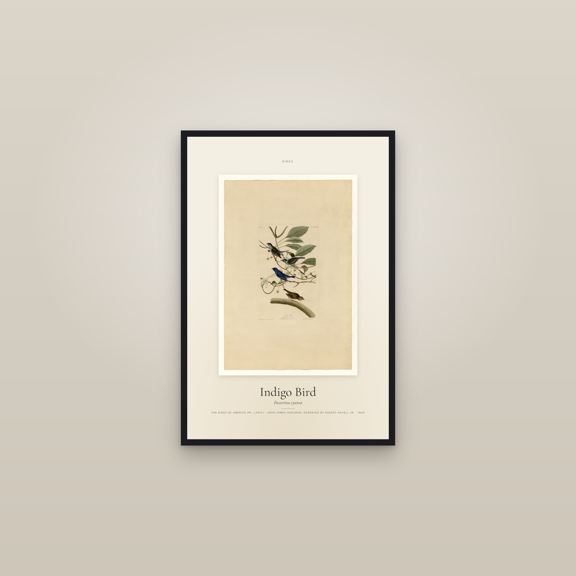 Indigo Bird — Specimen — framed in a gallery setting