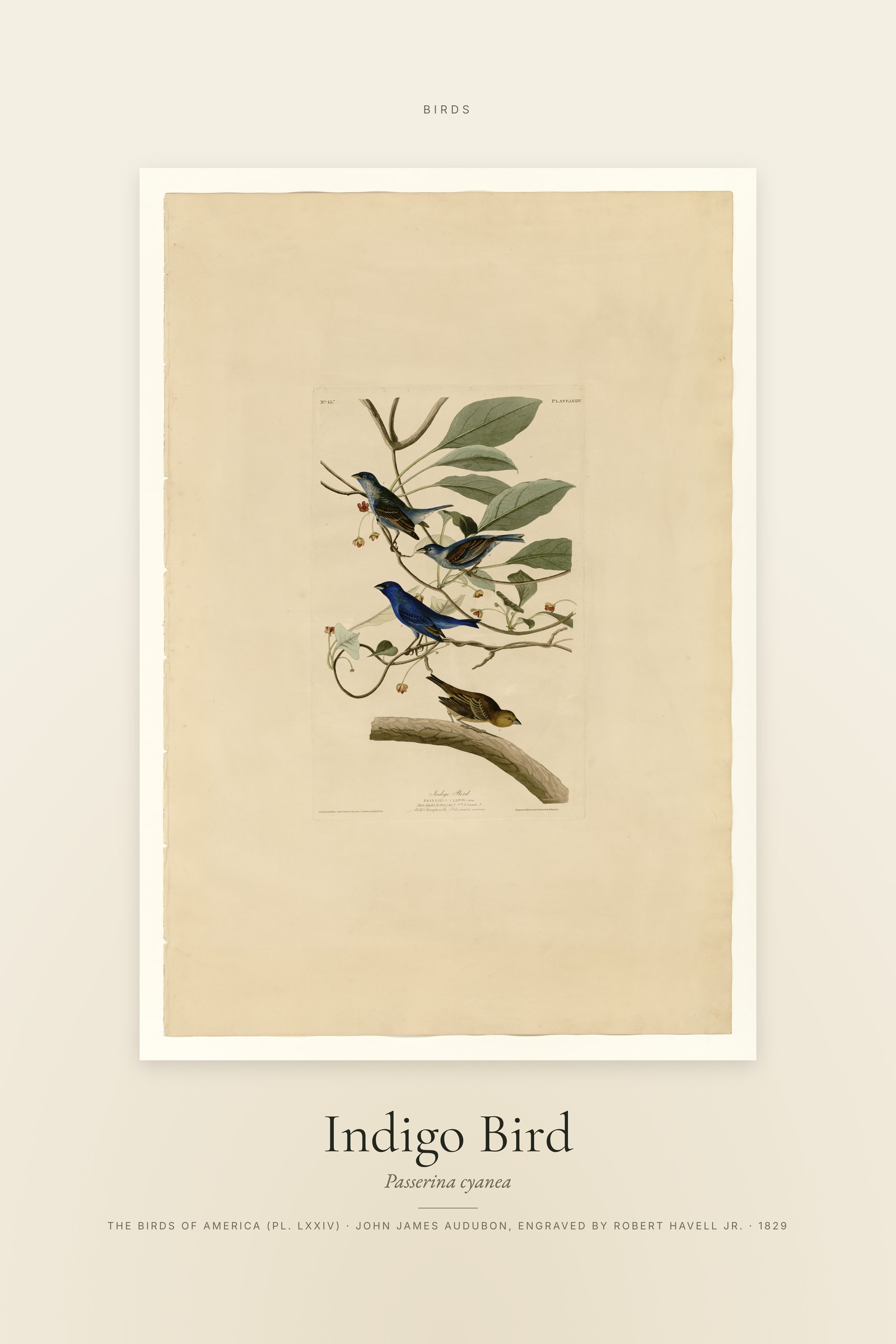 Indigo Bird — Specimen