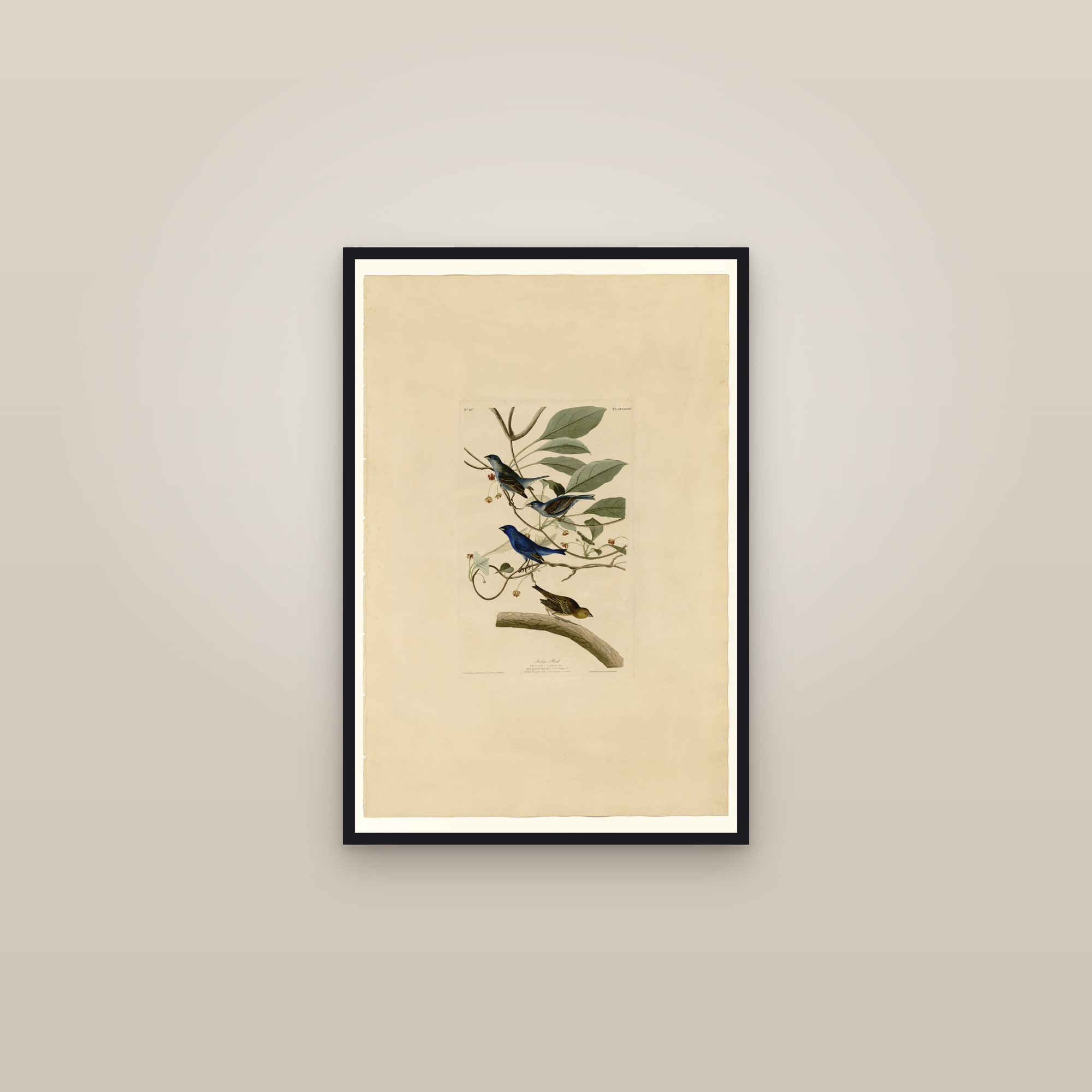Indigo Bird — framed in a gallery setting