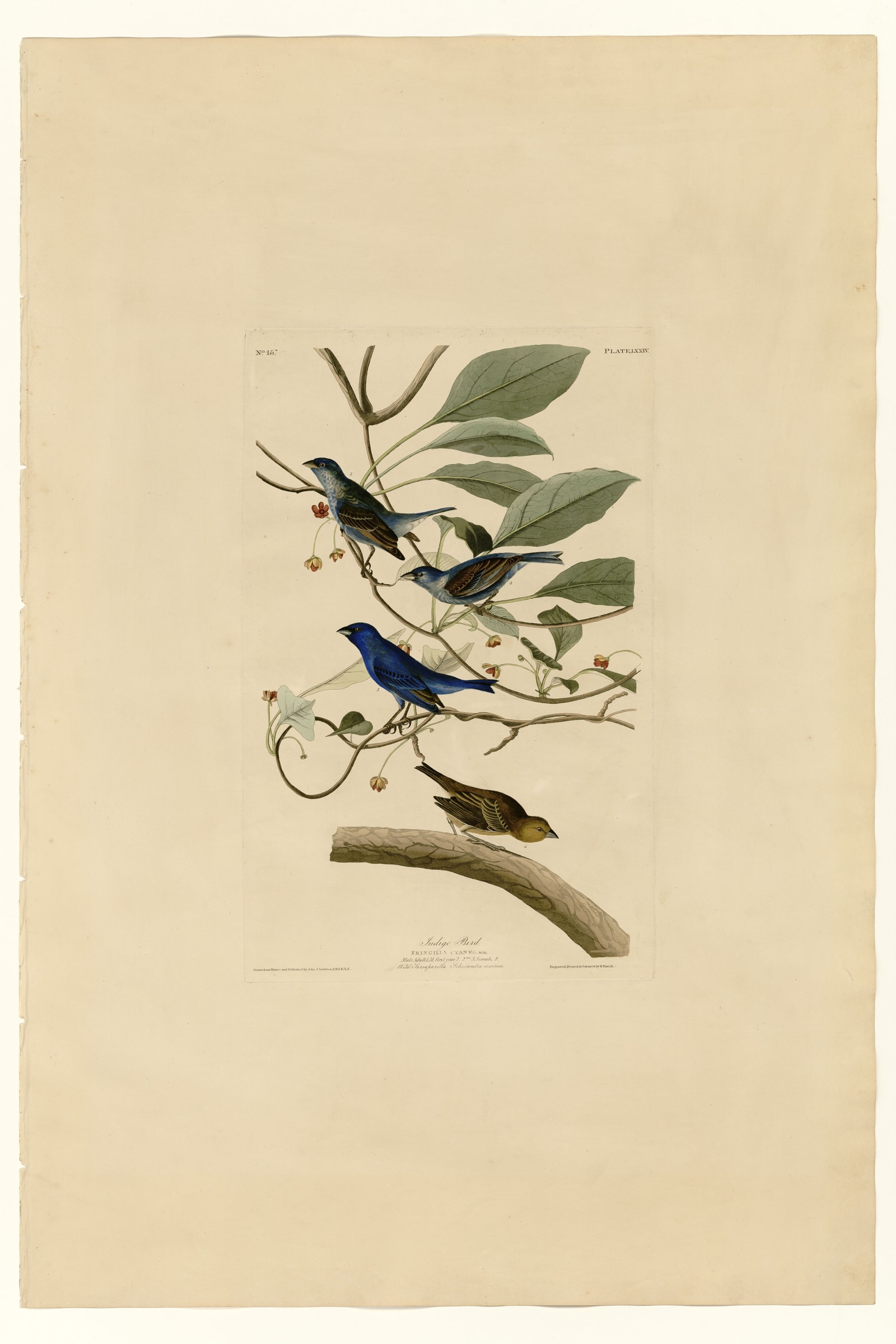 Indigo Bird