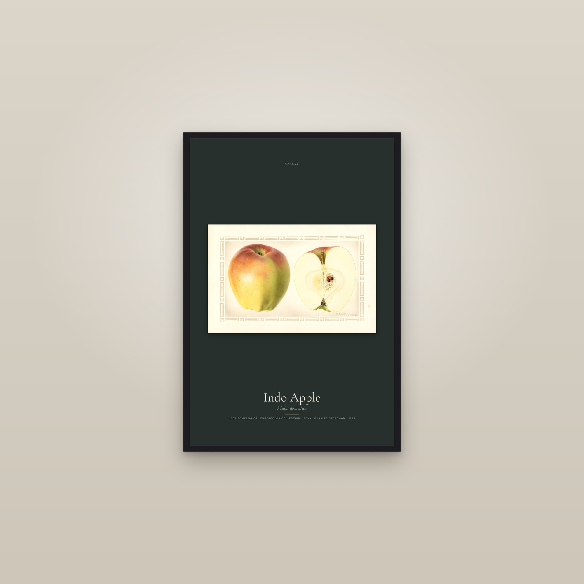 Indo Apple — framed in a gallery setting