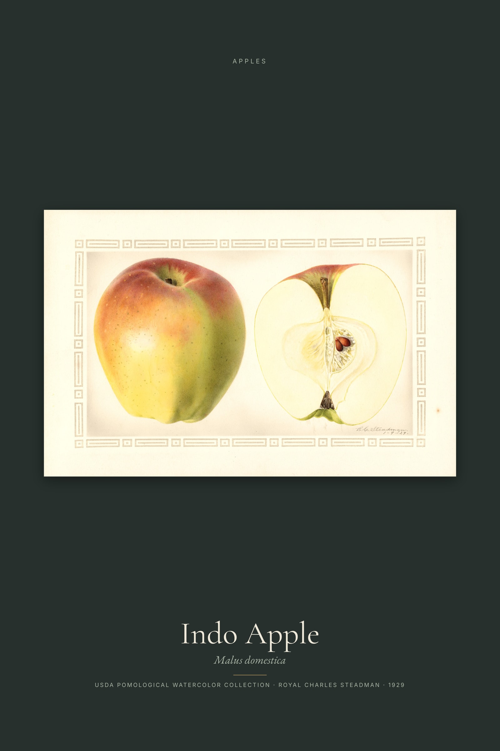 Indo Apple