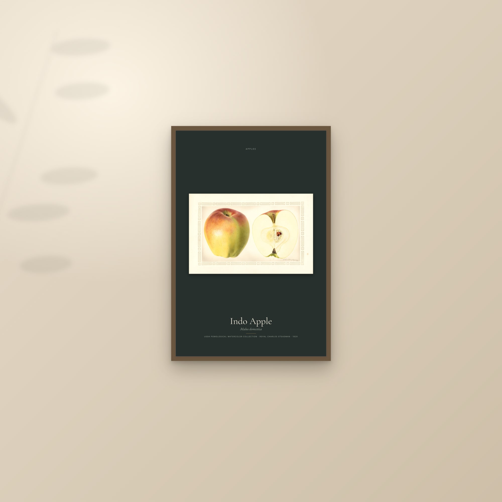 Indo Apple — framed and styled on a sunlit wall