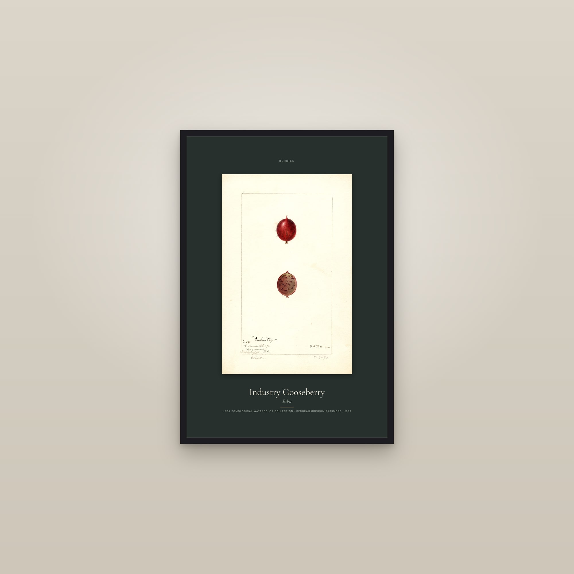 Industry Gooseberry — Specimen — framed in a gallery setting