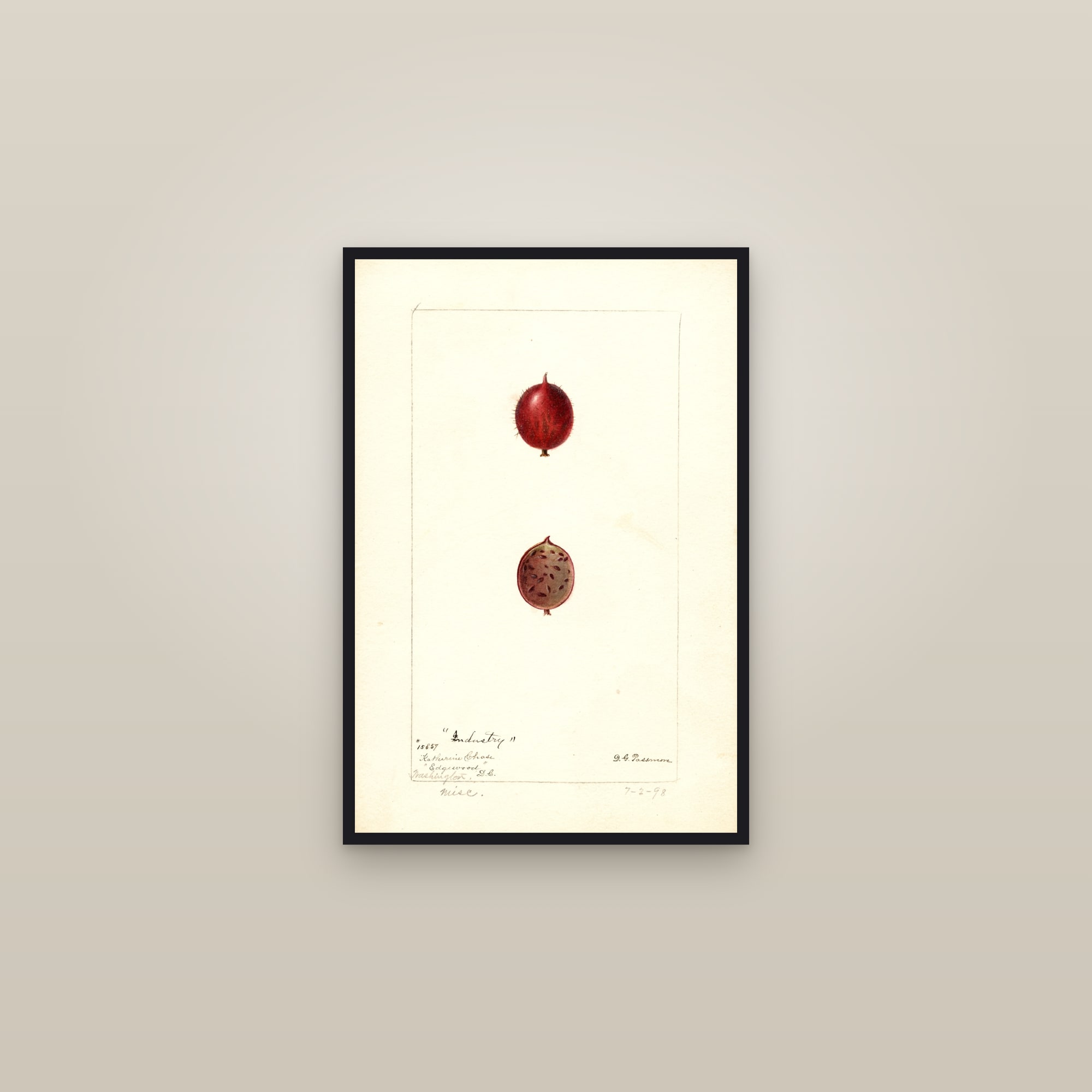 Industry Gooseberry — framed in a gallery setting