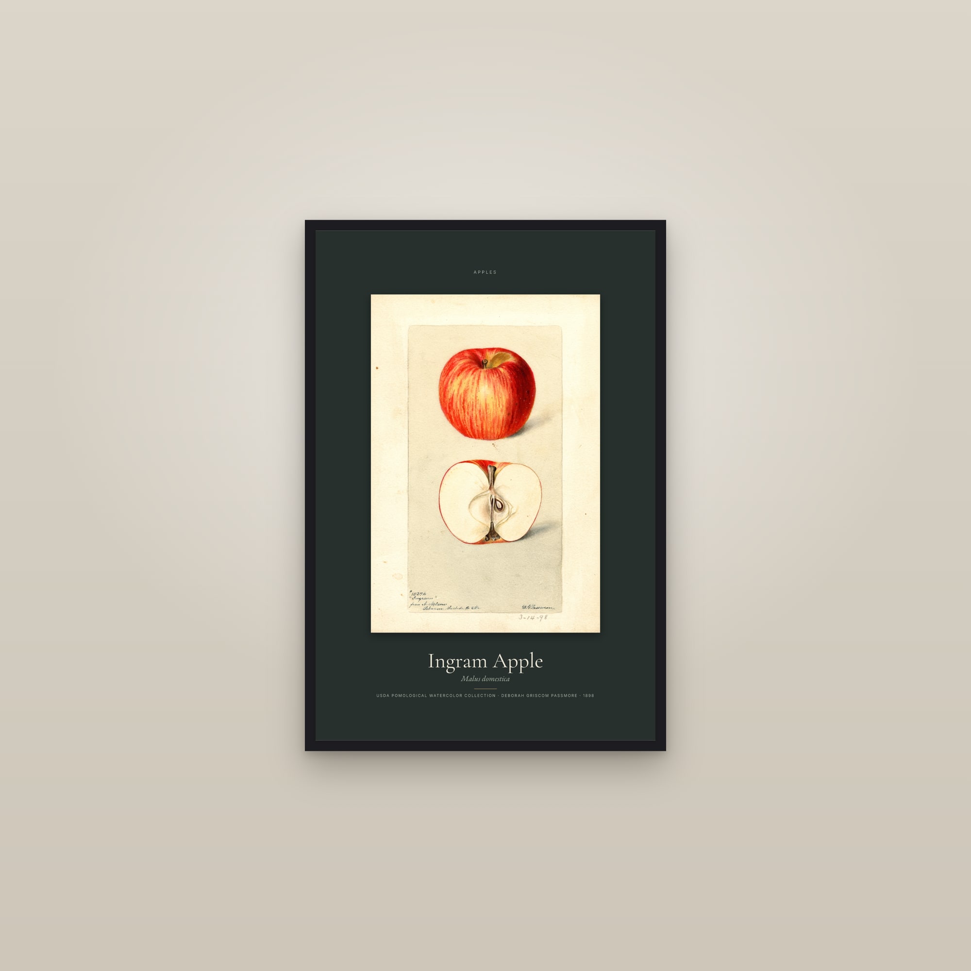 Ingram Apple — Specimen — framed in a gallery setting