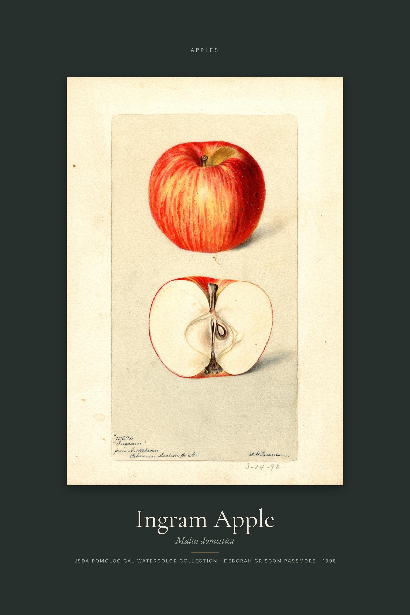 Ingram Apple — Specimen