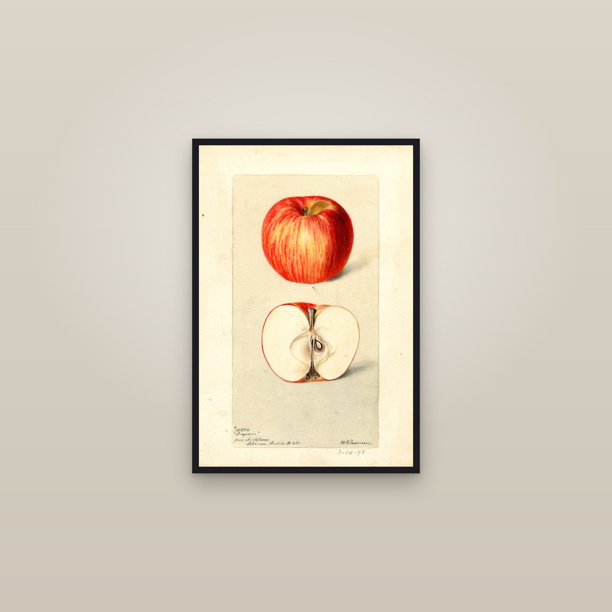 Ingram Apple — framed in a gallery setting