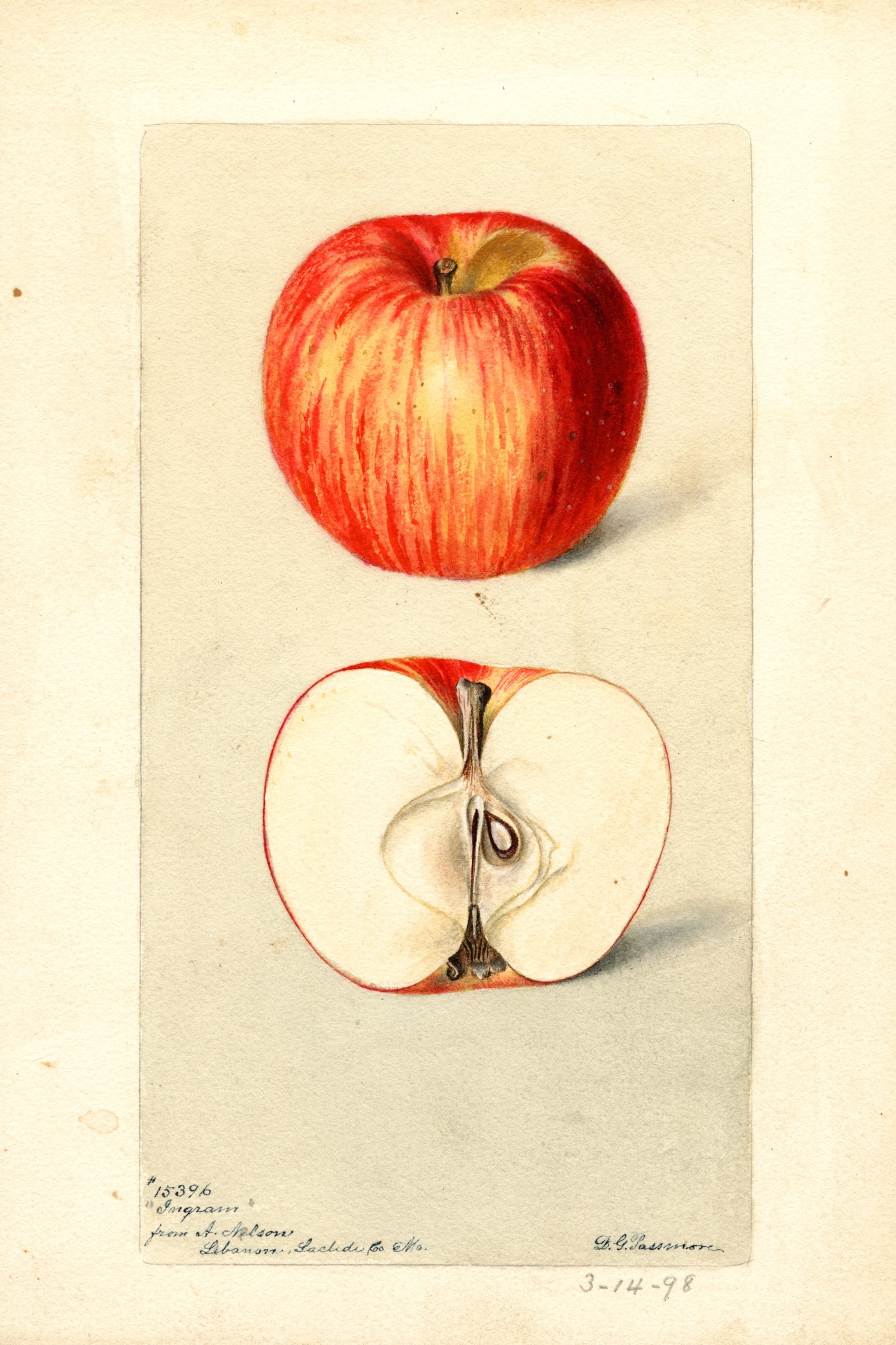 Ingram Apple