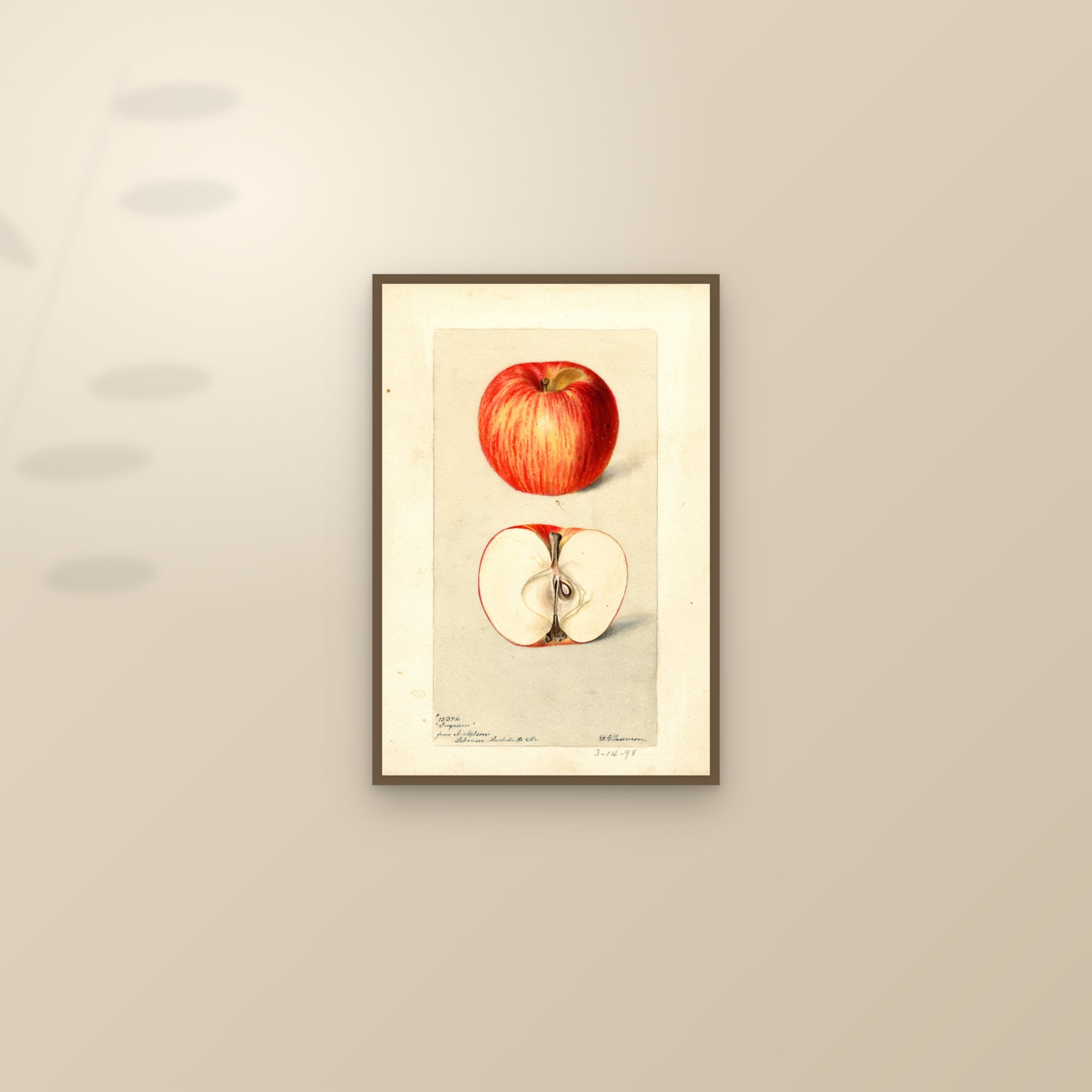 Ingram Apple — framed and styled on a sunlit wall