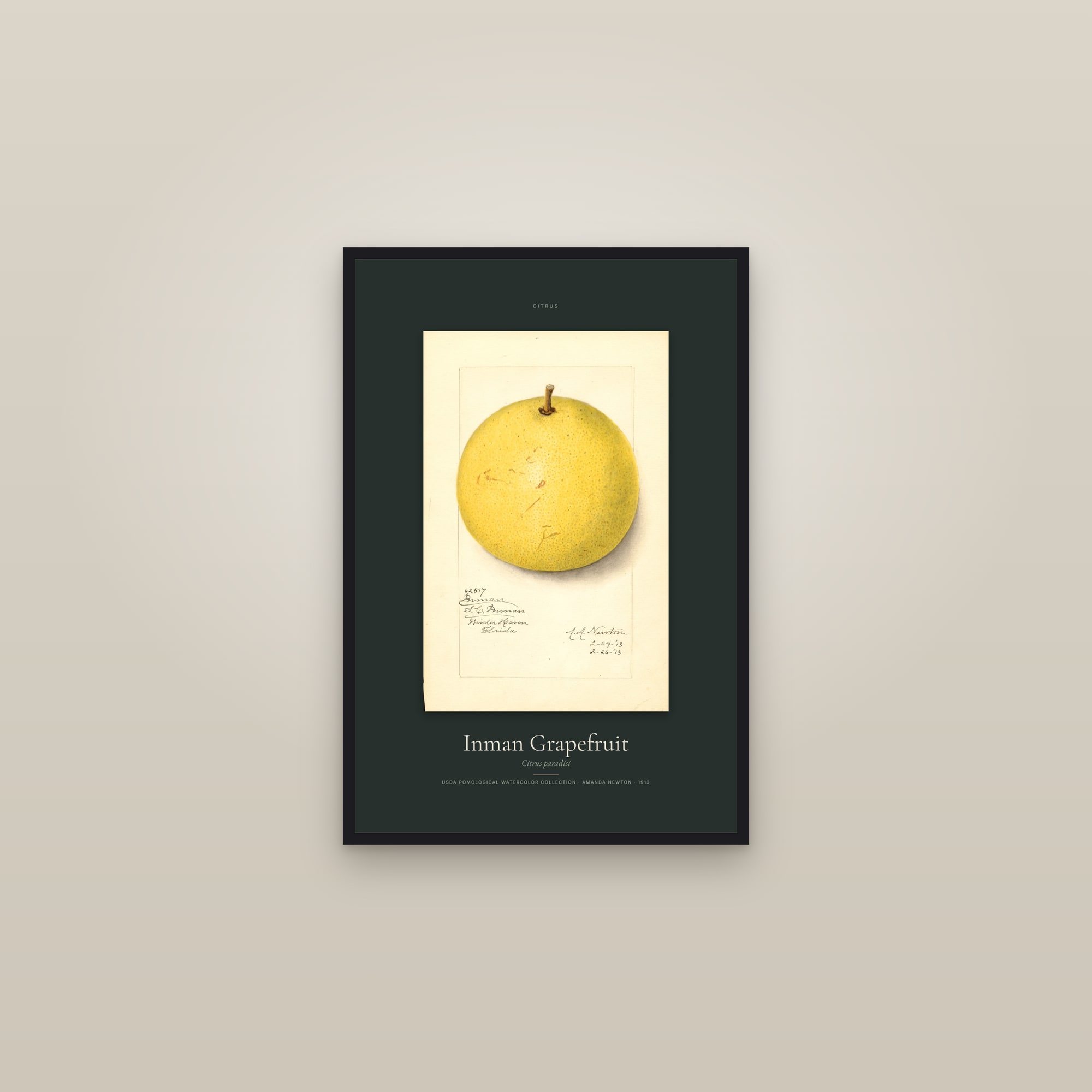 Inman Grapefruit — Specimen — framed in a gallery setting