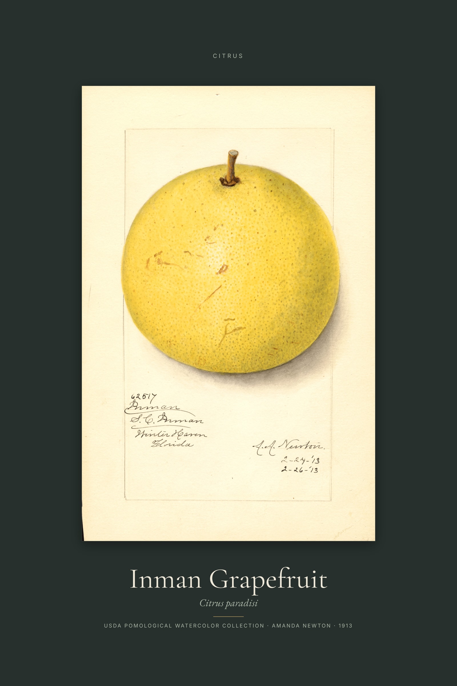 Inman Grapefruit — Specimen