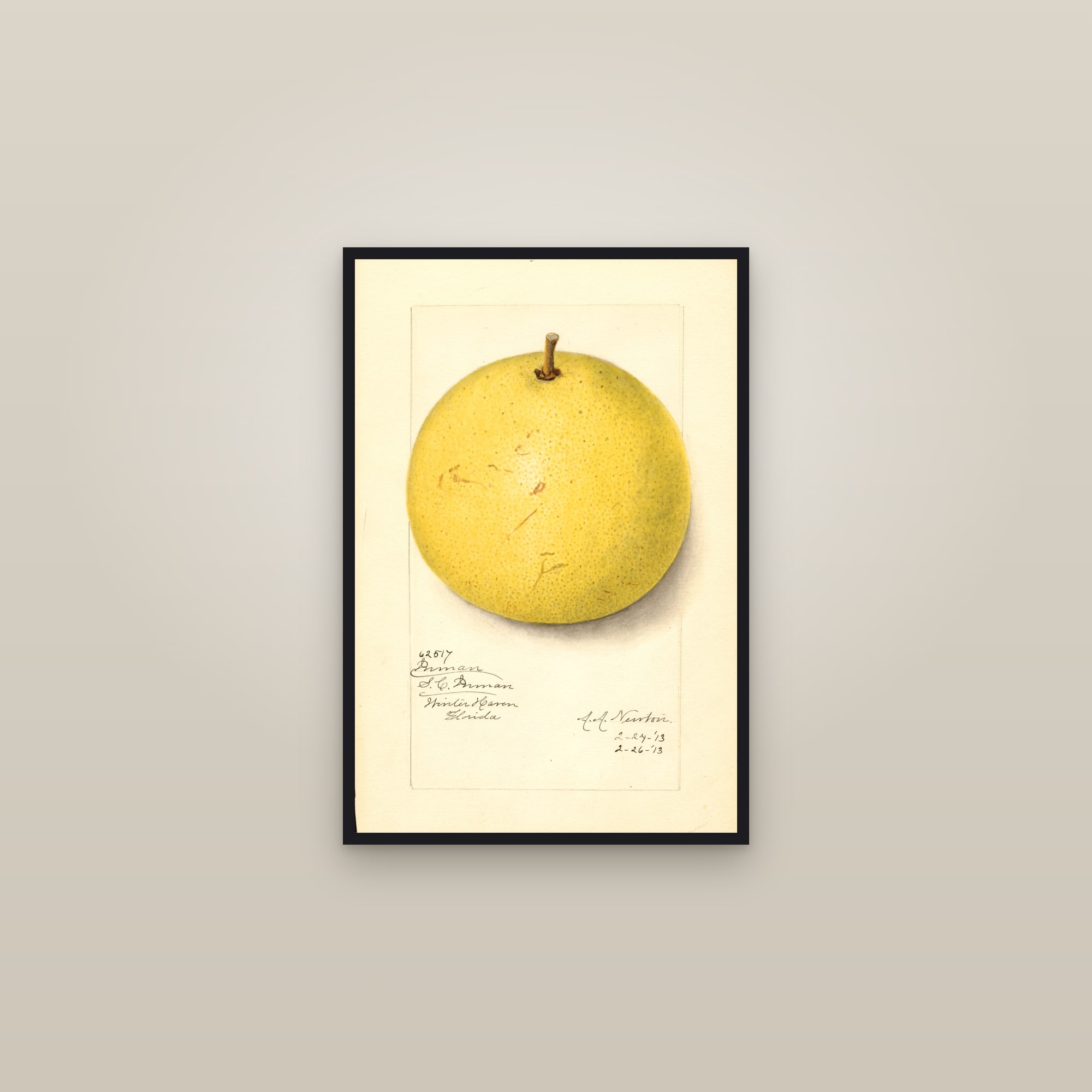 Inman Grapefruit — framed in a gallery setting