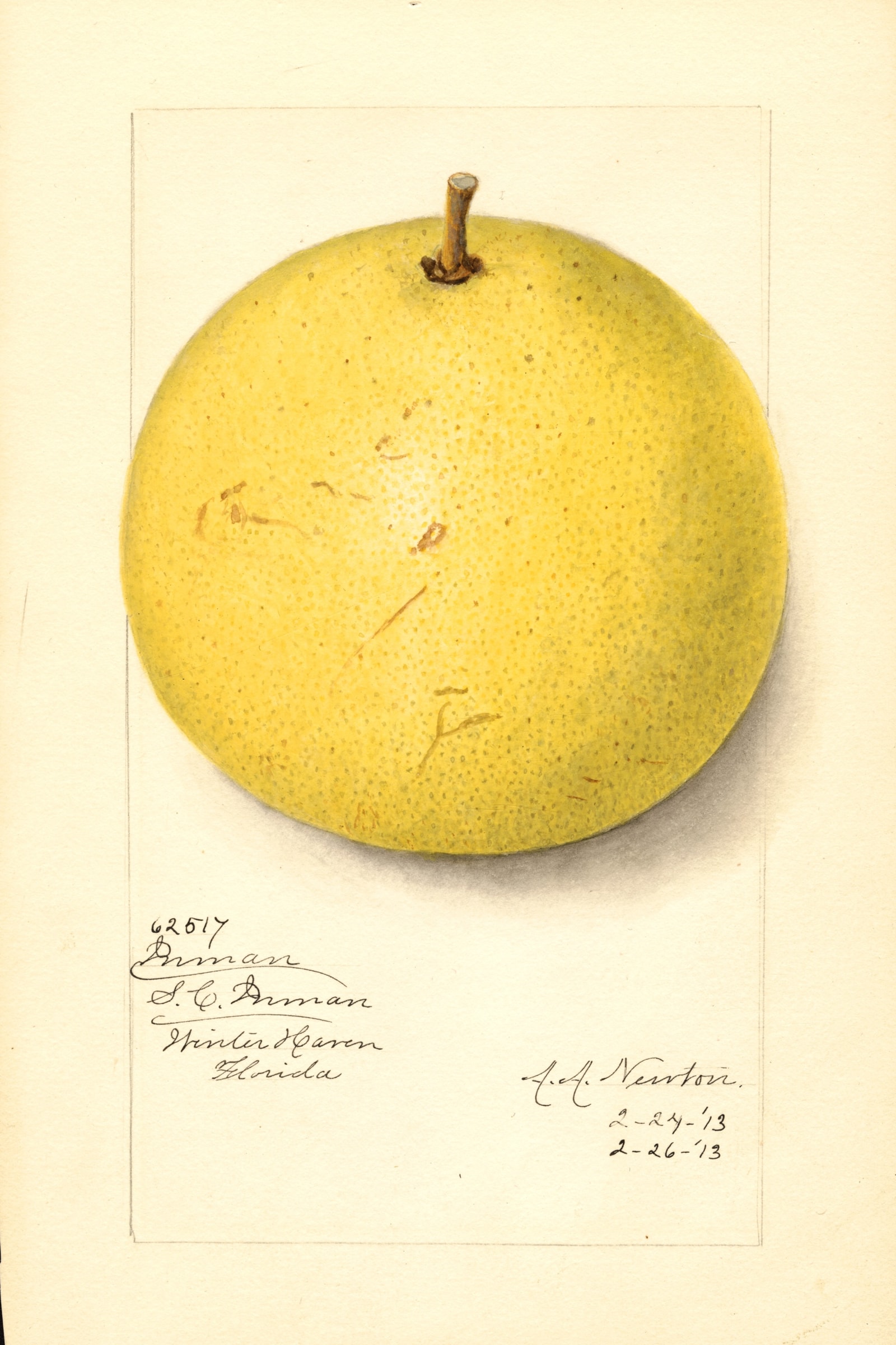 Inman Grapefruit