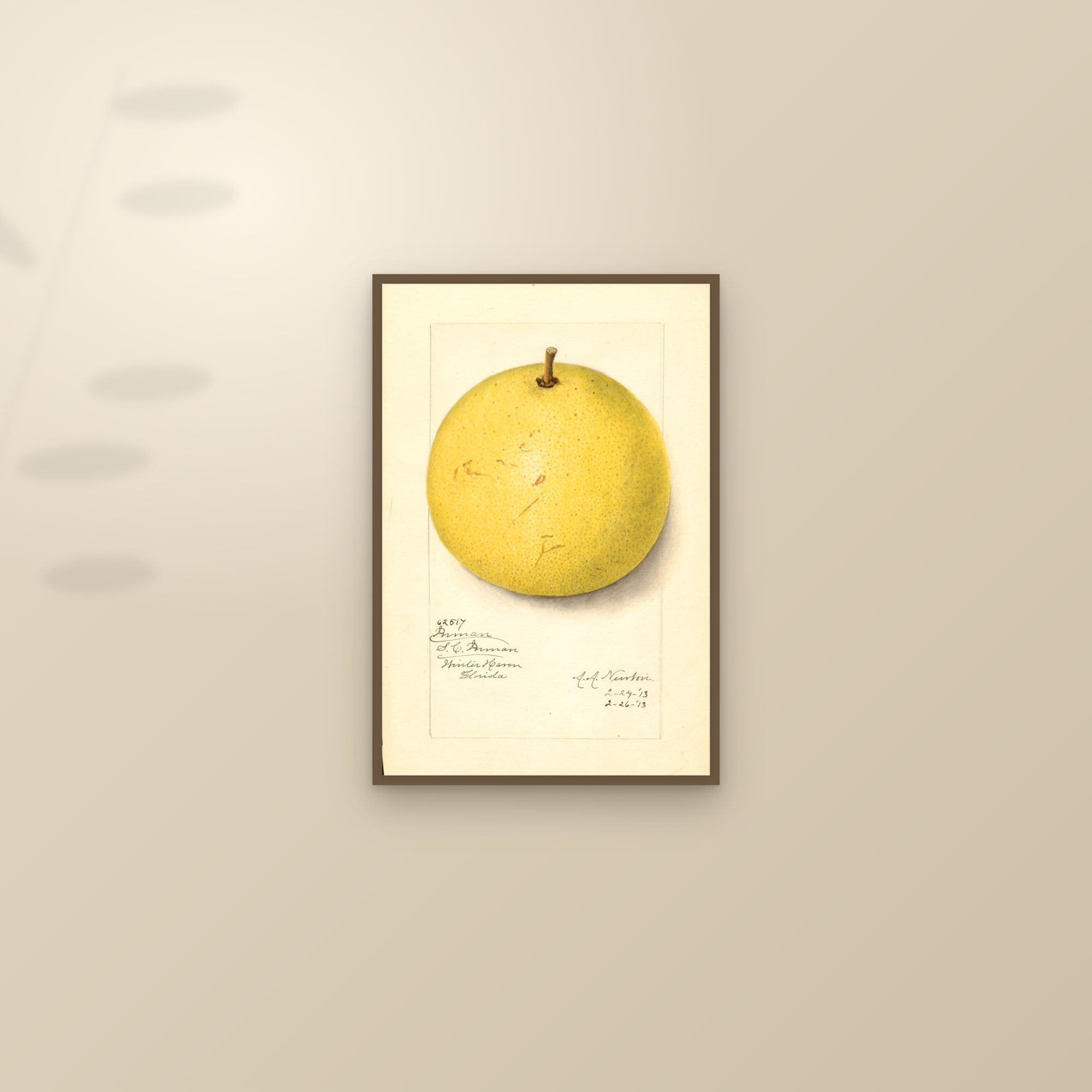 Inman Grapefruit — framed and styled on a sunlit wall