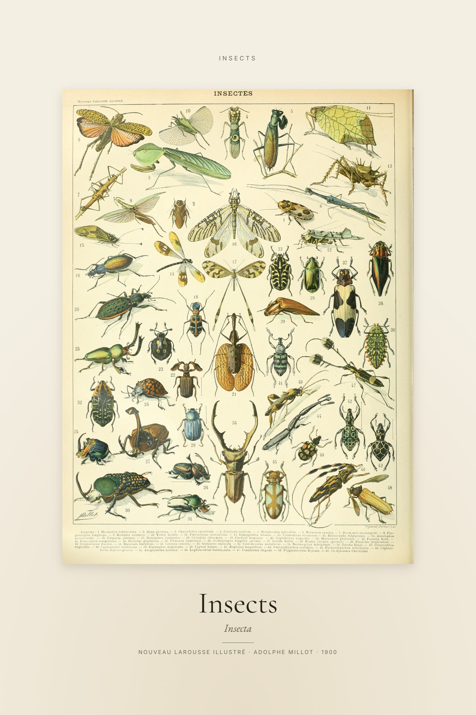 Insects — Specimen