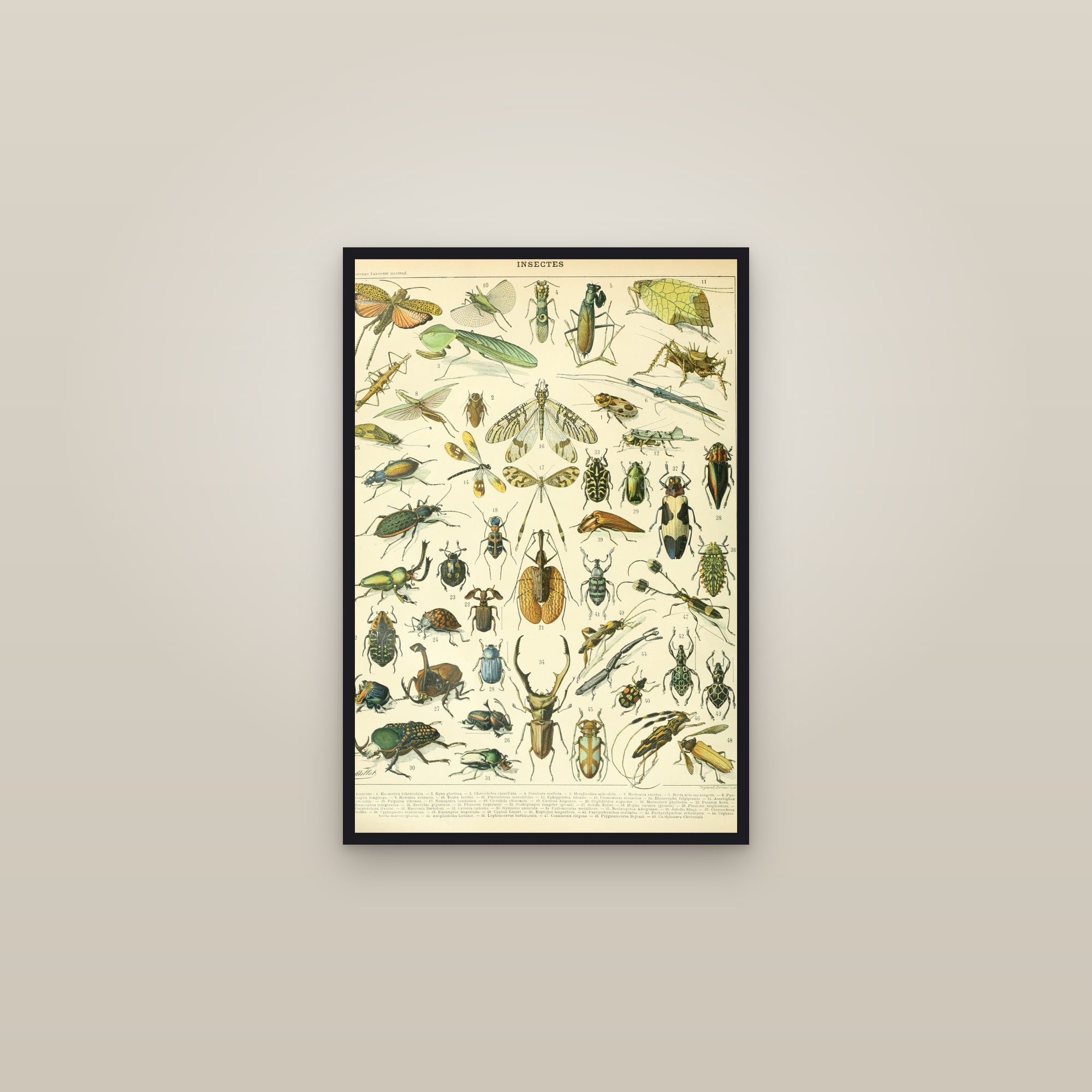 Insects — framed in a gallery setting