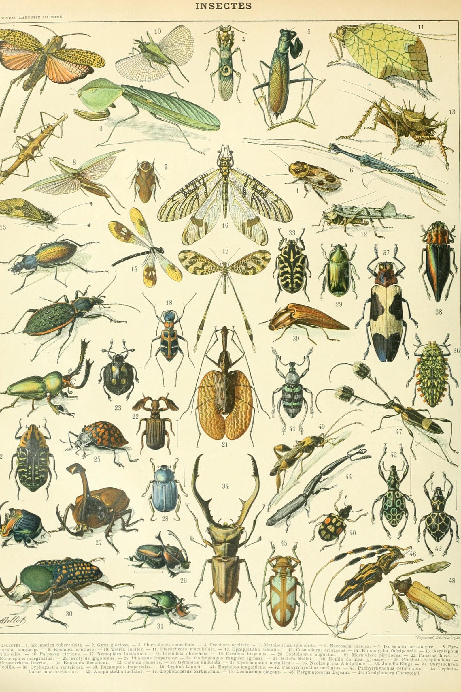 Insects