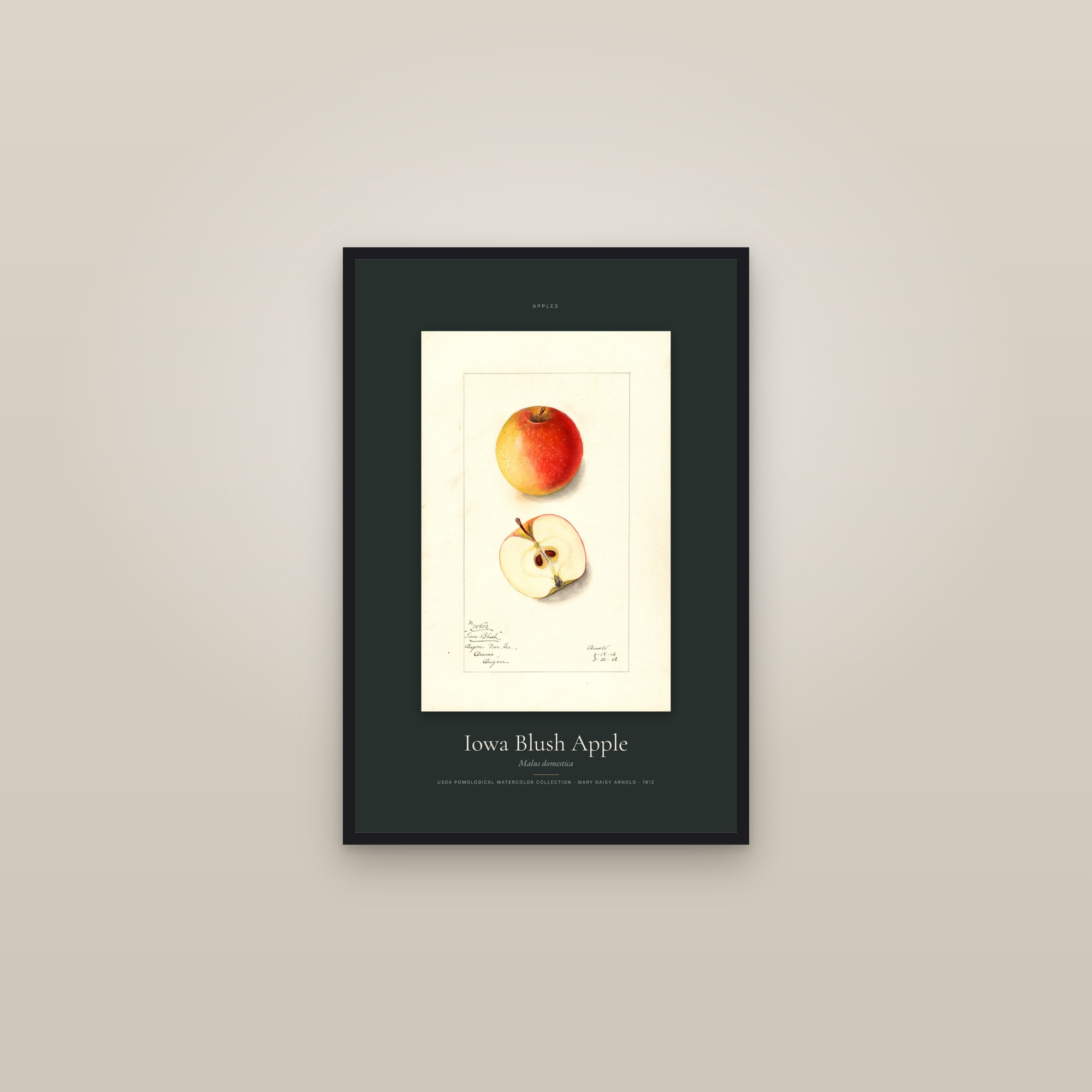 Iowa Blush Apple — Specimen — framed in a gallery setting