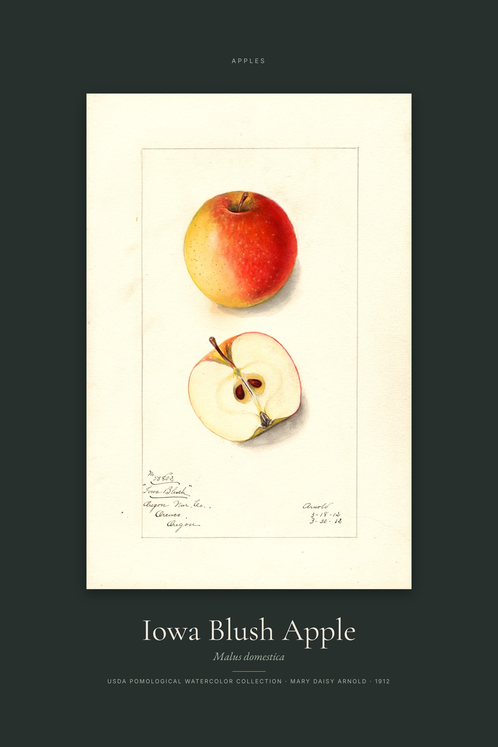 Iowa Blush Apple — Specimen
