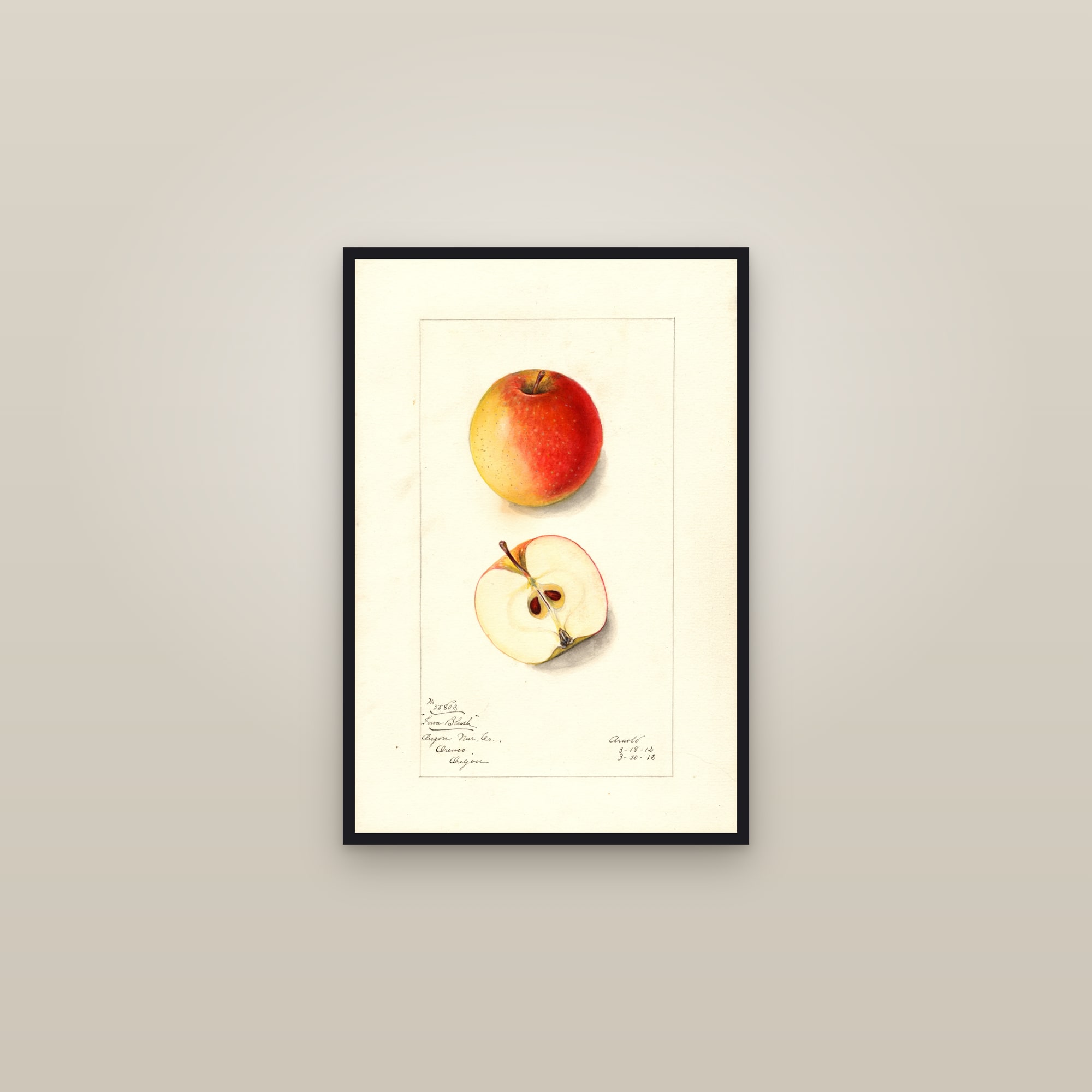 Iowa Blush Apple — framed in a gallery setting