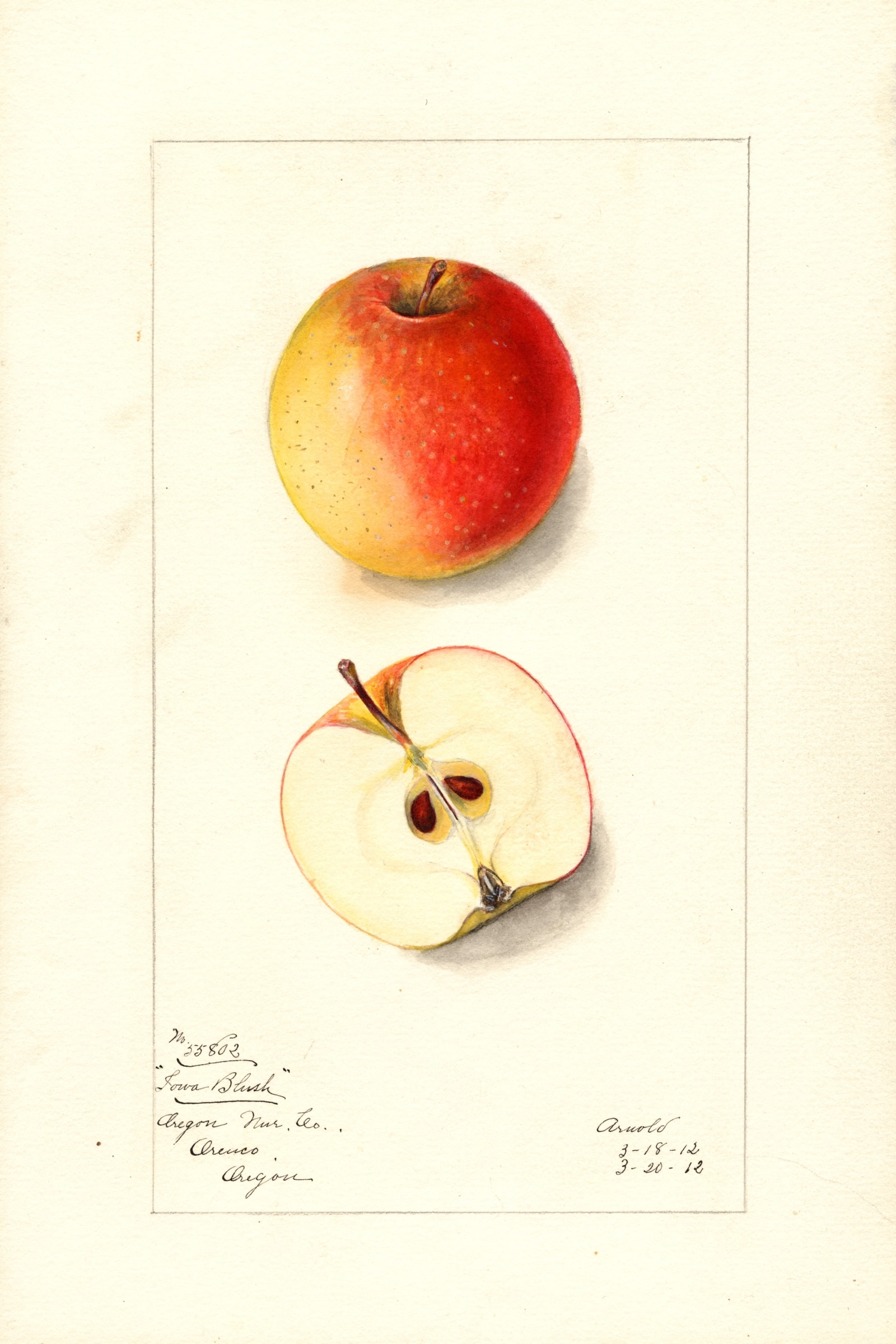 Iowa Blush Apple