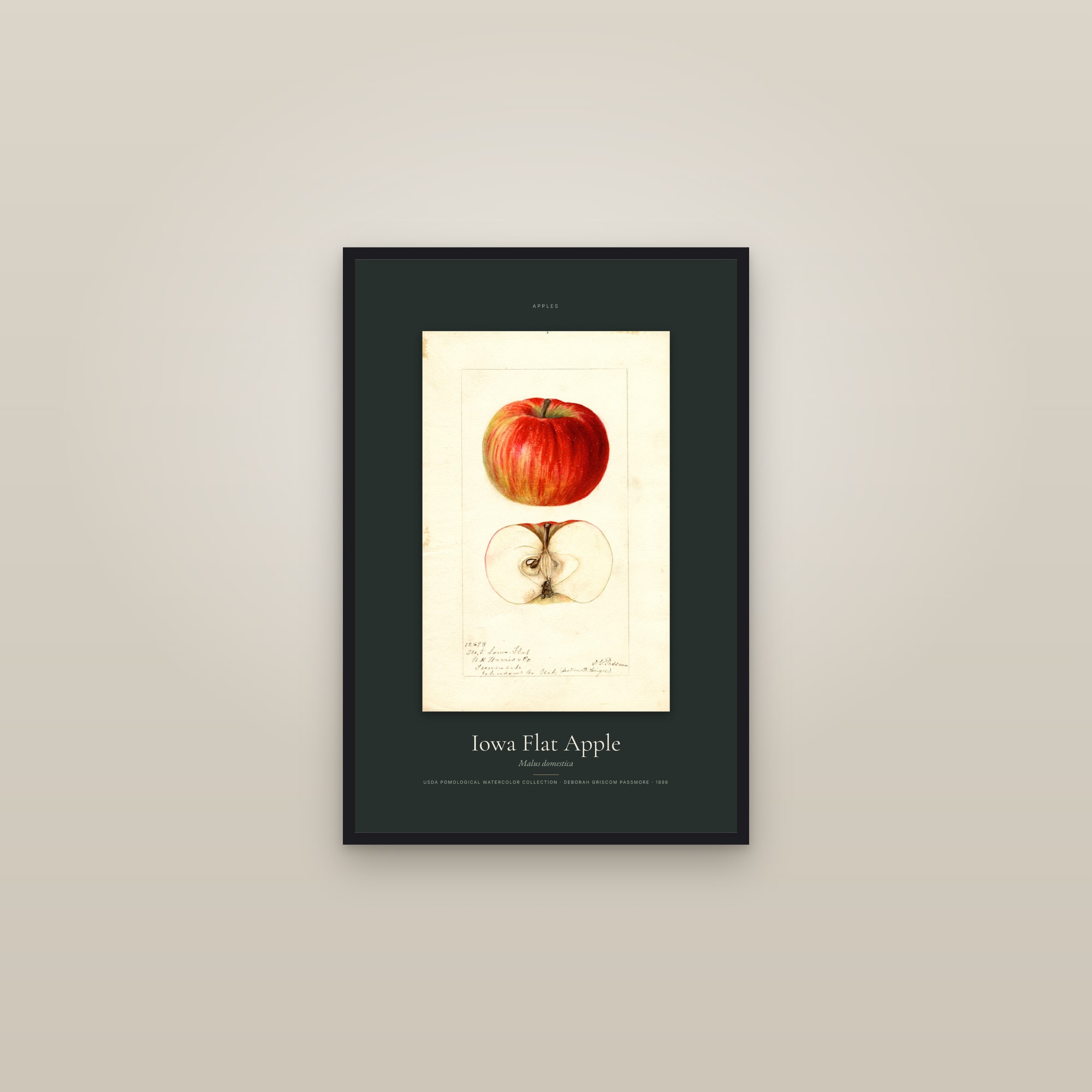 Iowa Flat Apple — Specimen — framed in a gallery setting