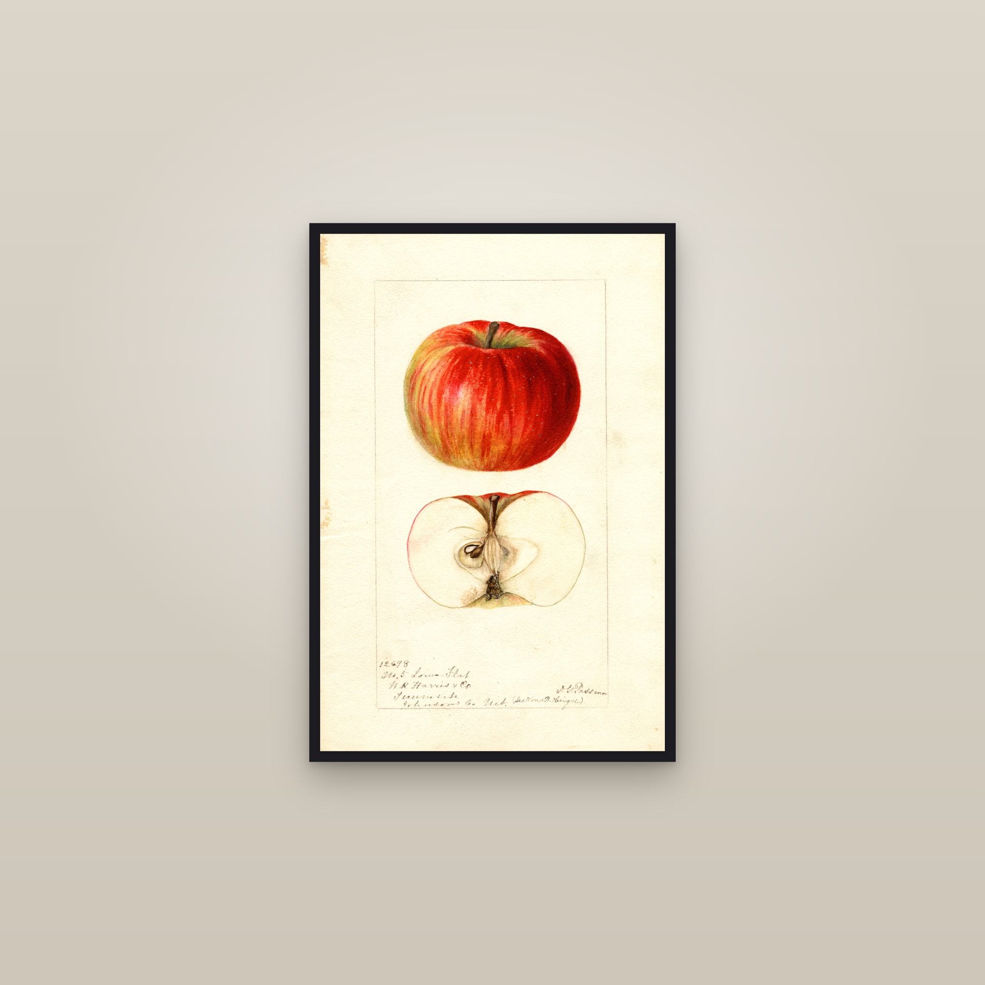 Iowa Flat Apple — framed in a gallery setting
