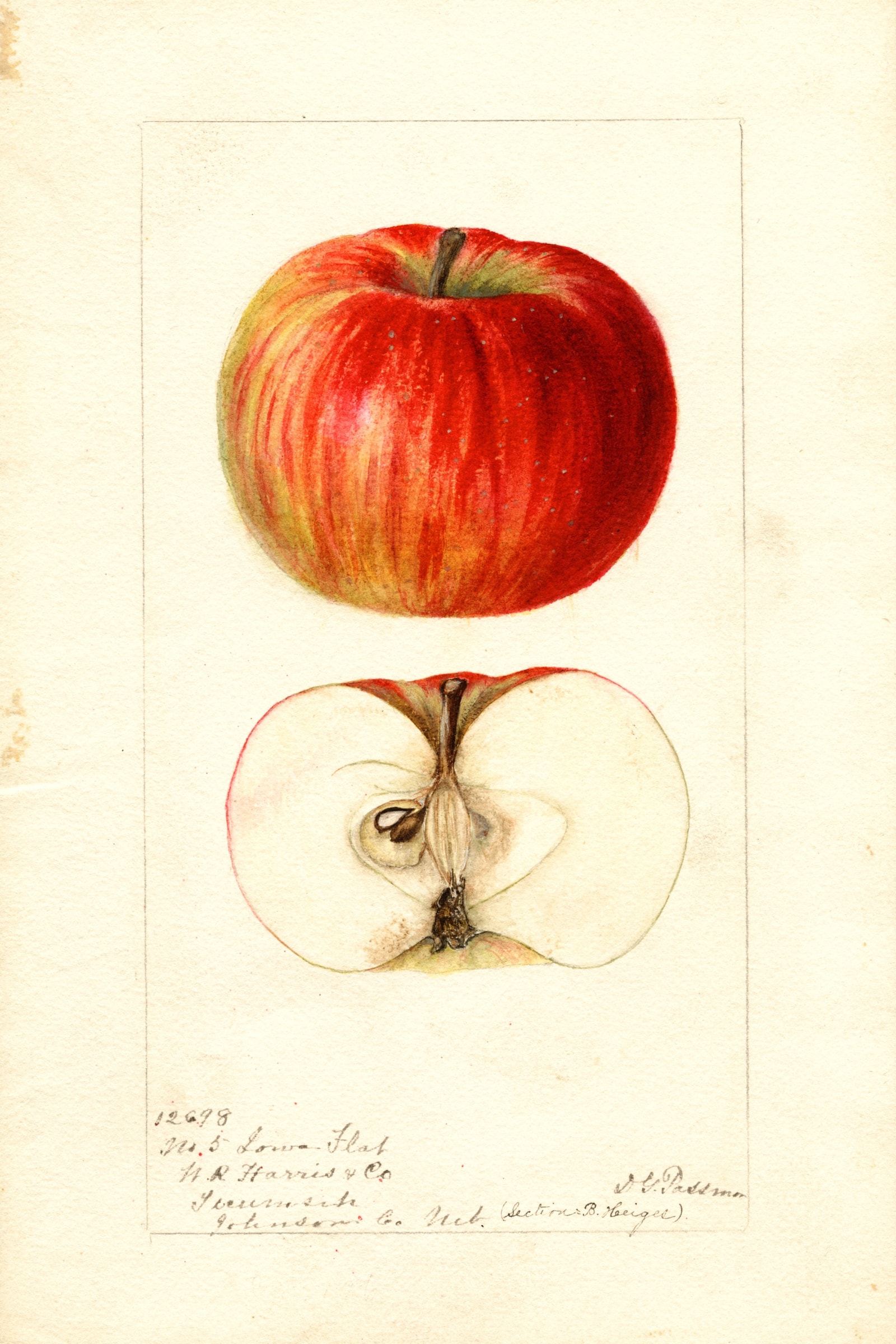 Iowa Flat Apple