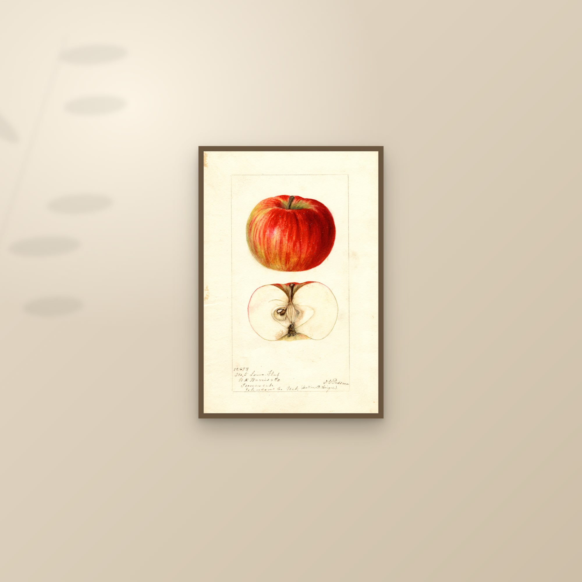 Iowa Flat Apple — framed and styled on a sunlit wall