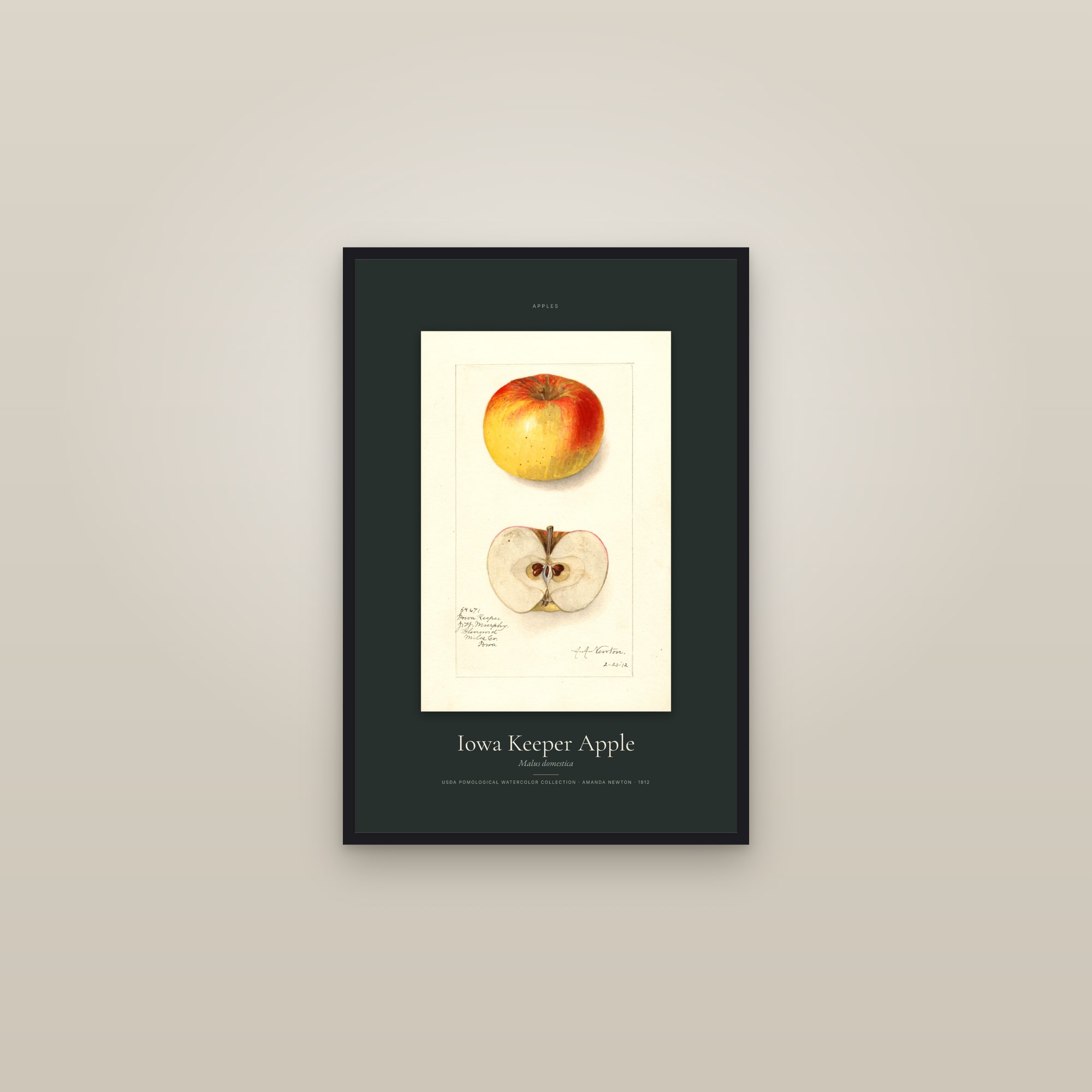 Iowa Keeper Apple — Specimen — framed in a gallery setting