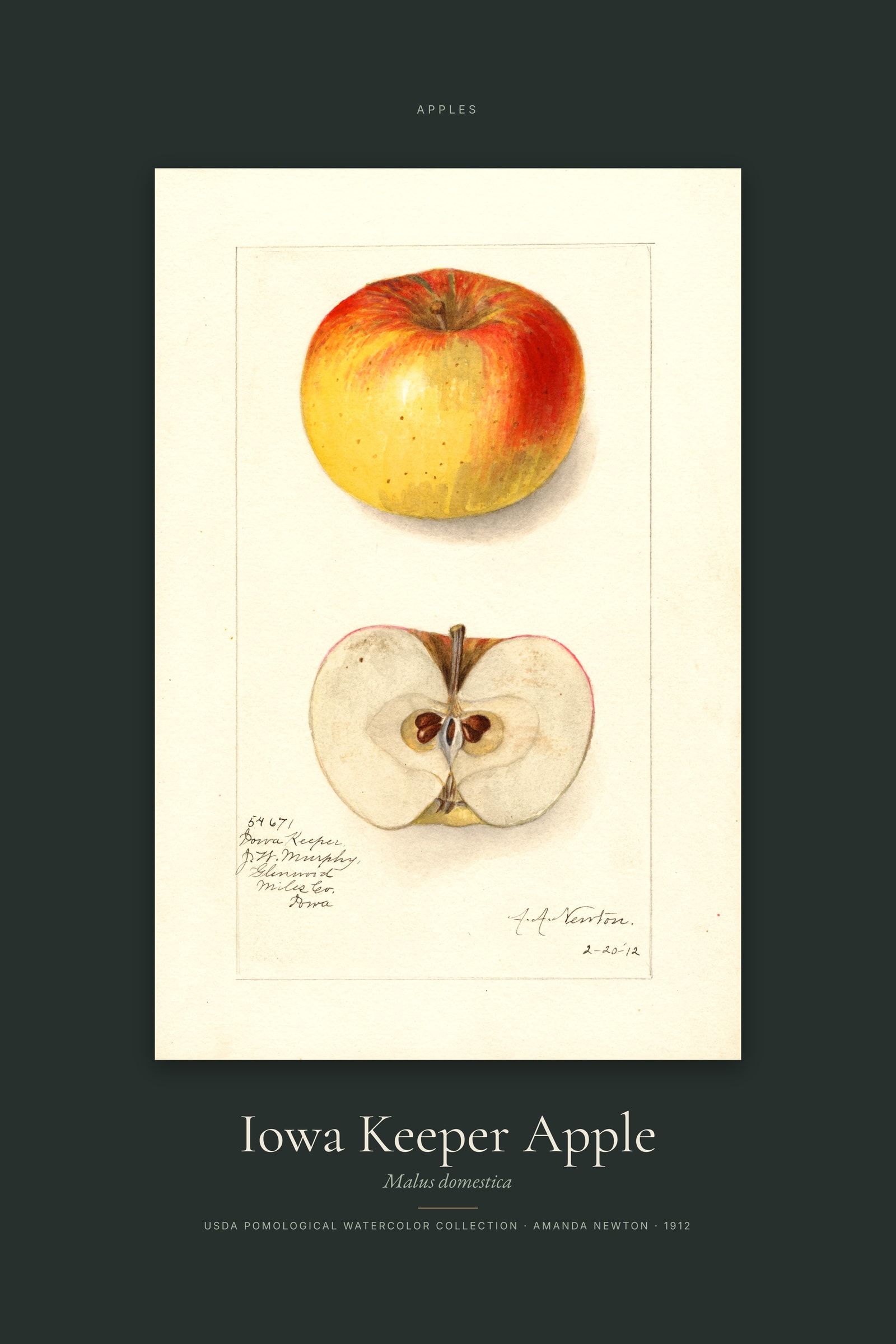 Iowa Keeper Apple — Specimen