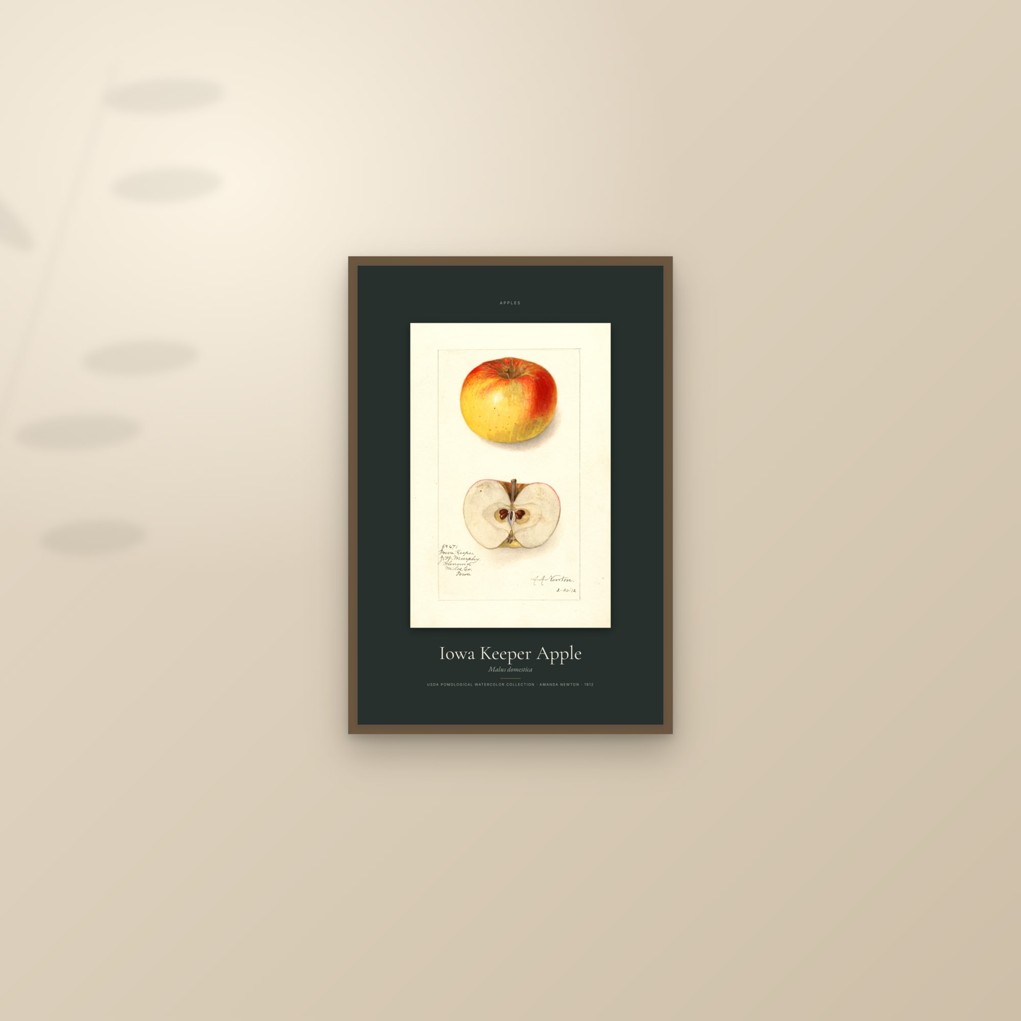 Iowa Keeper Apple — Specimen — framed and styled on a sunlit wall