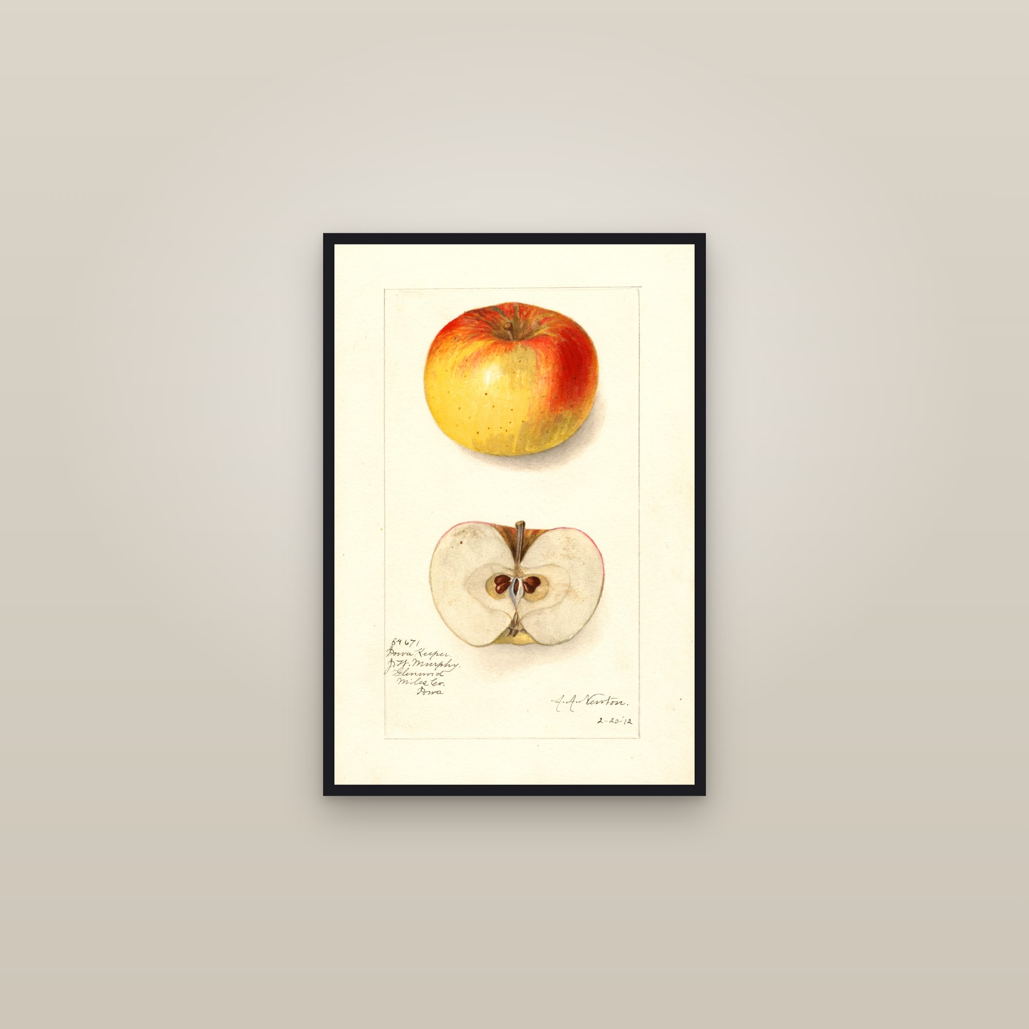 Iowa Keeper Apple — framed in a gallery setting