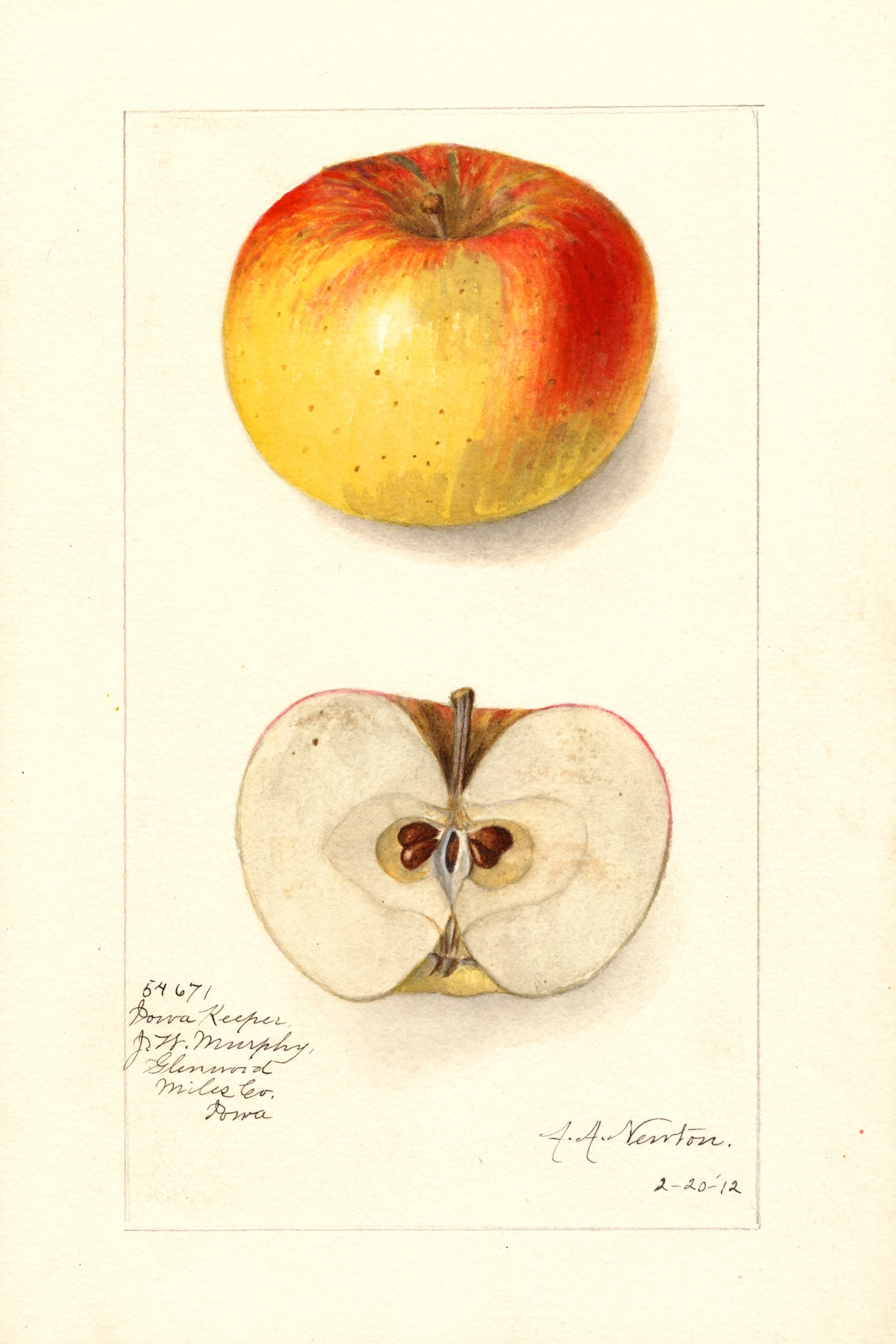 Iowa Keeper Apple
