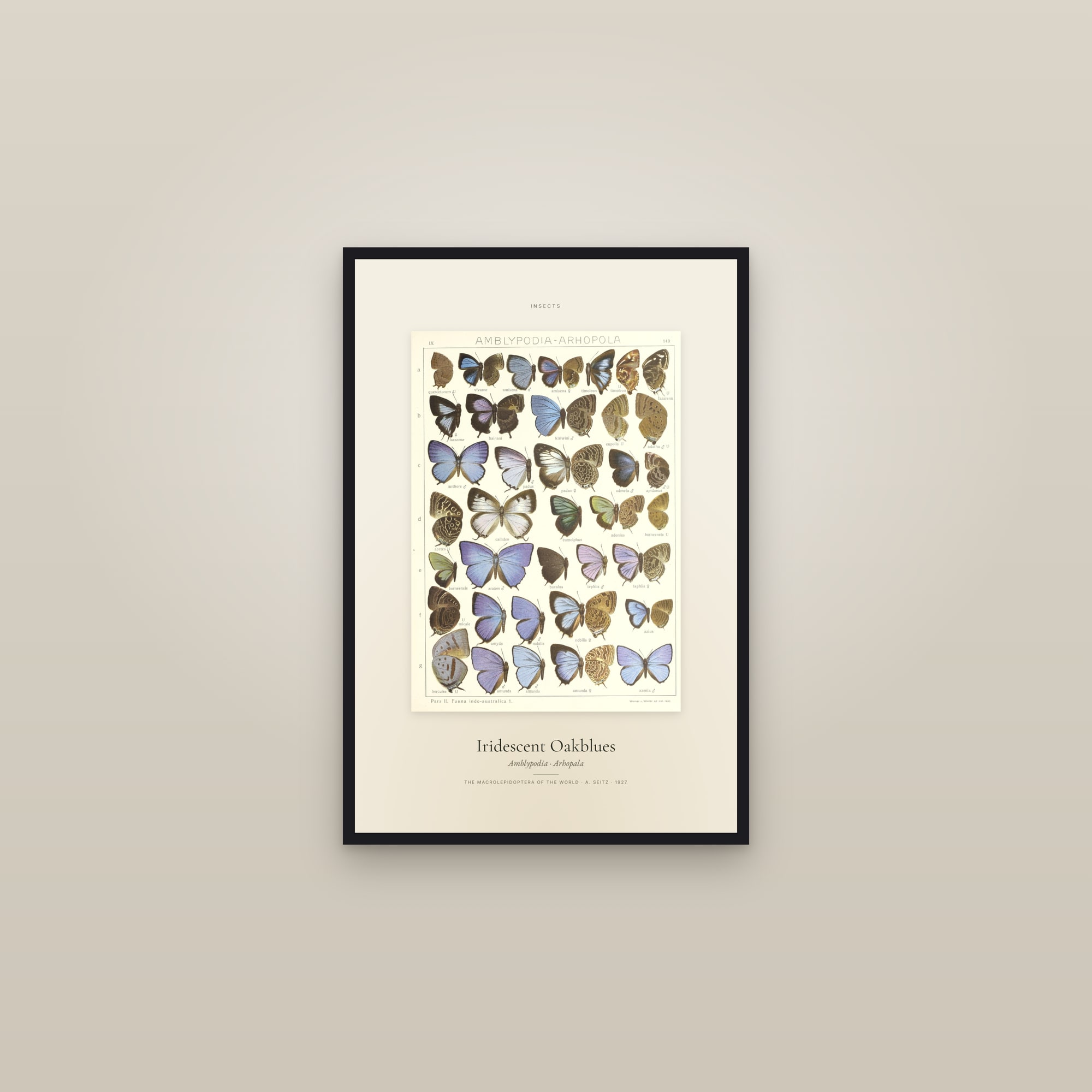 Iridescent Oakblues — Specimen — framed in a gallery setting