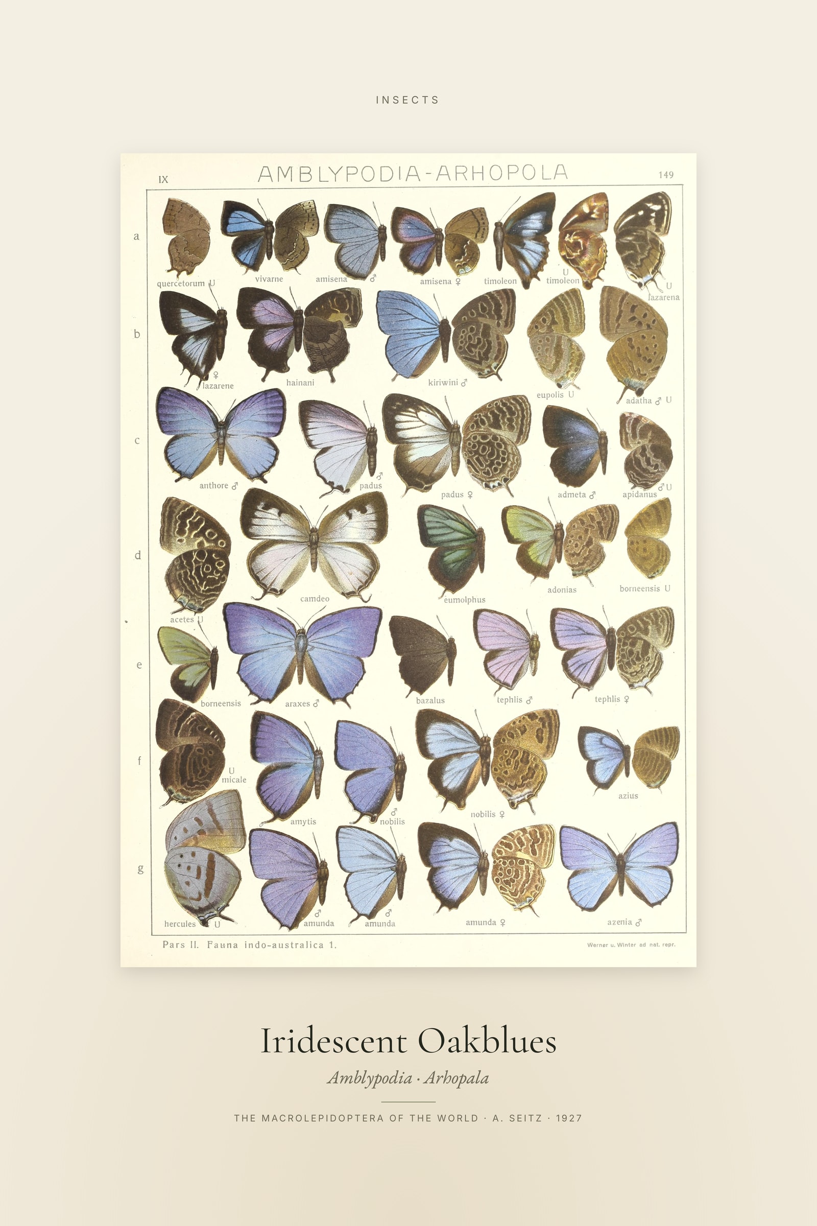 Iridescent Oakblues — Specimen
