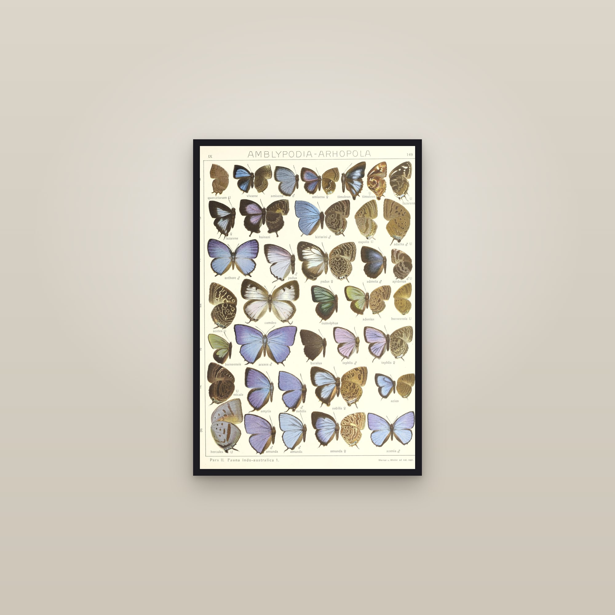 Iridescent Oakblues — framed in a gallery setting
