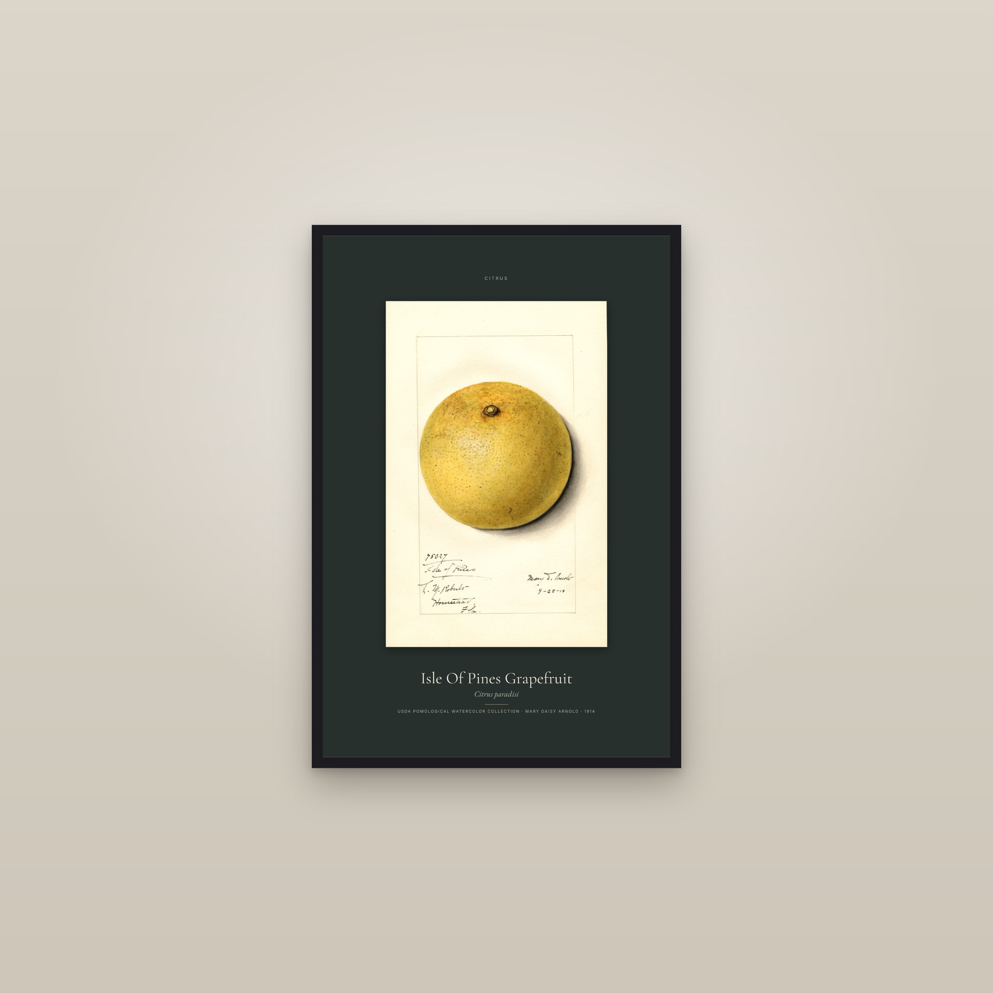 Isle Of Pines Grapefruit — Specimen — framed in a gallery setting