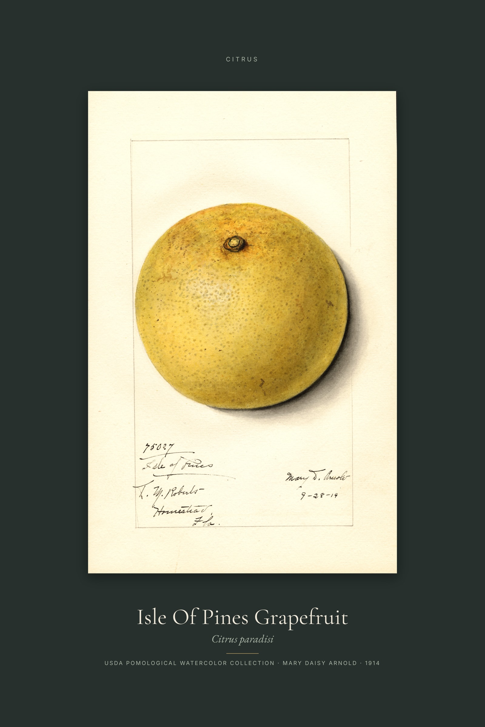 Isle Of Pines Grapefruit — Specimen