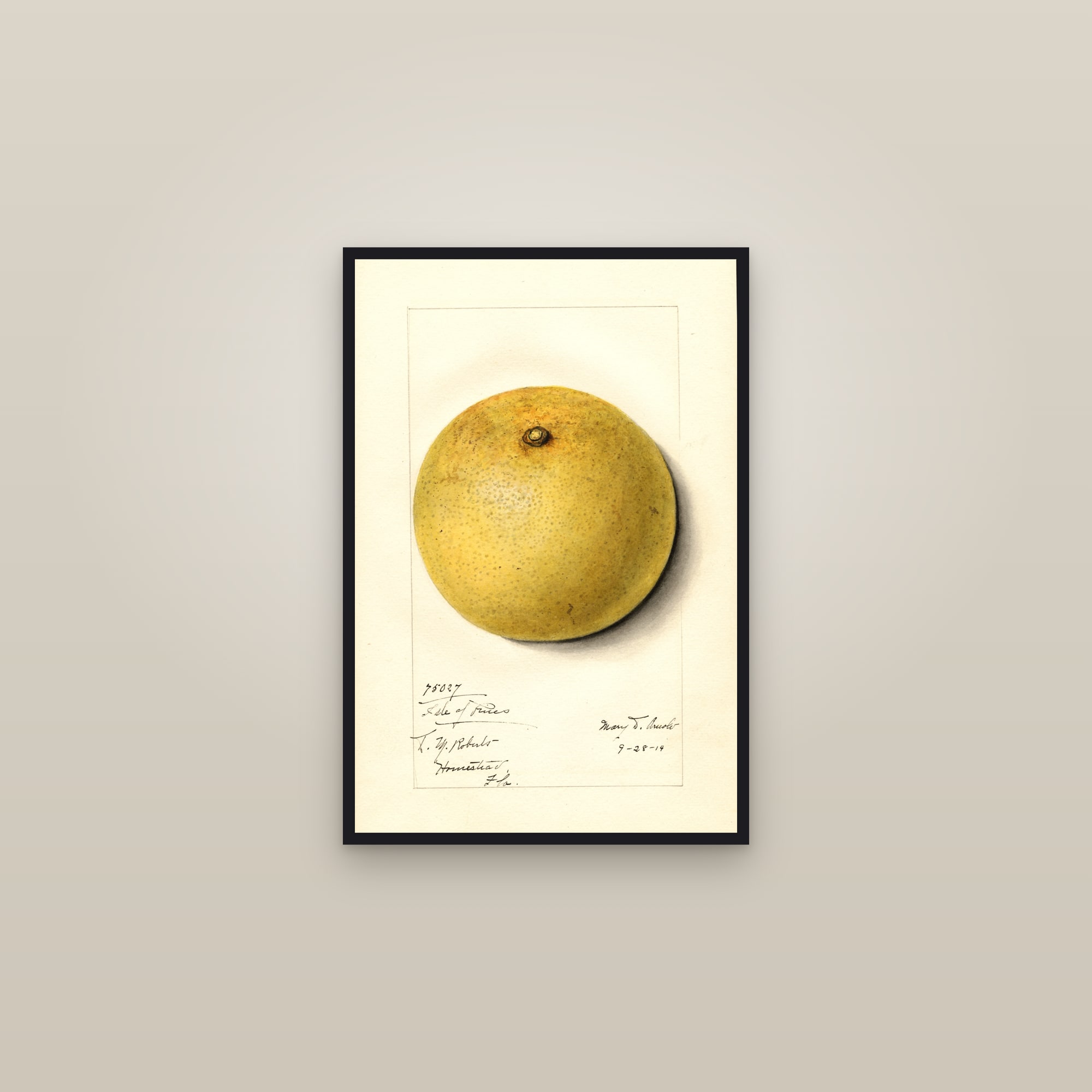 Isle Of Pines Grapefruit — framed in a gallery setting