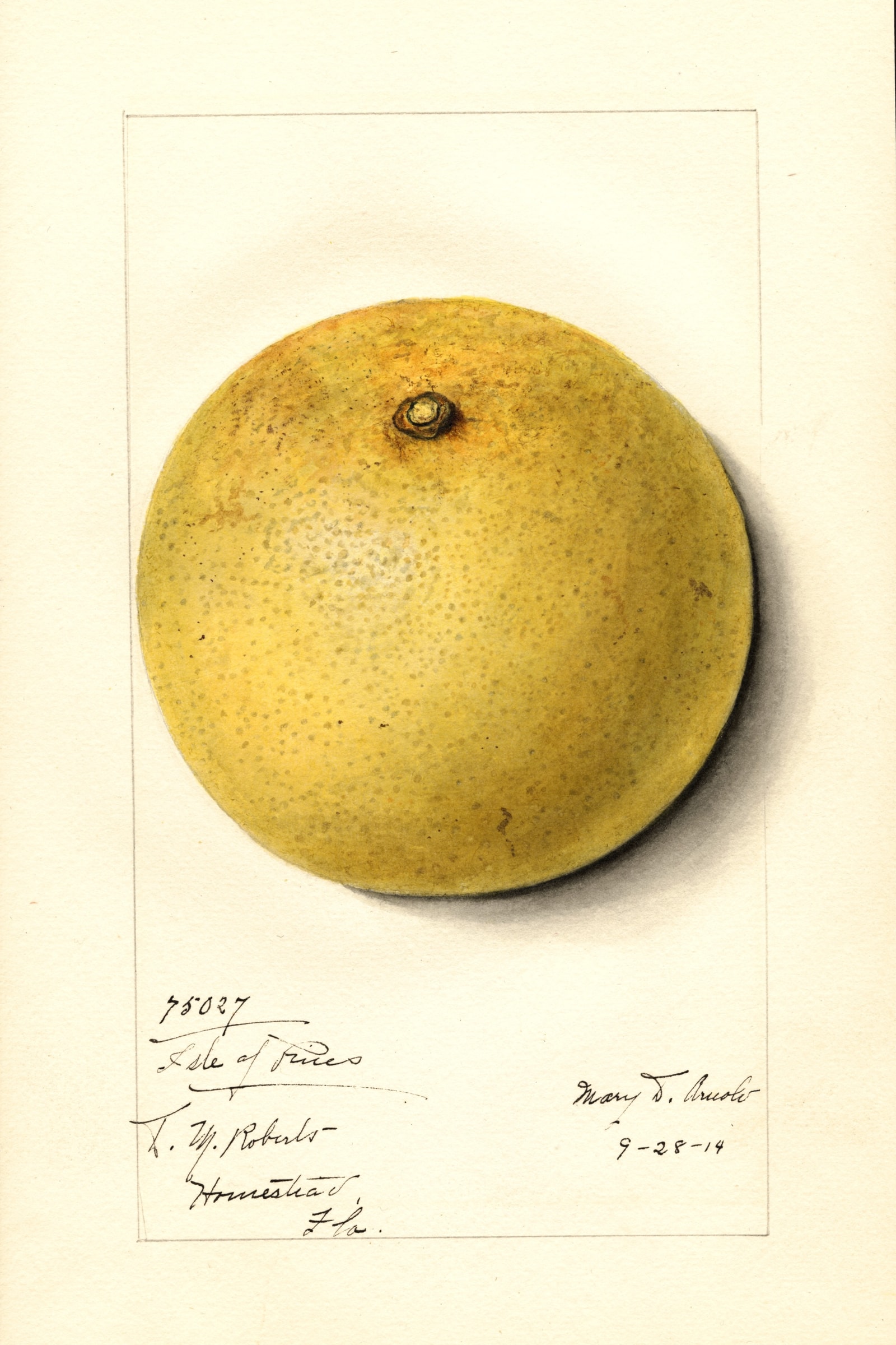 Isle Of Pines Grapefruit