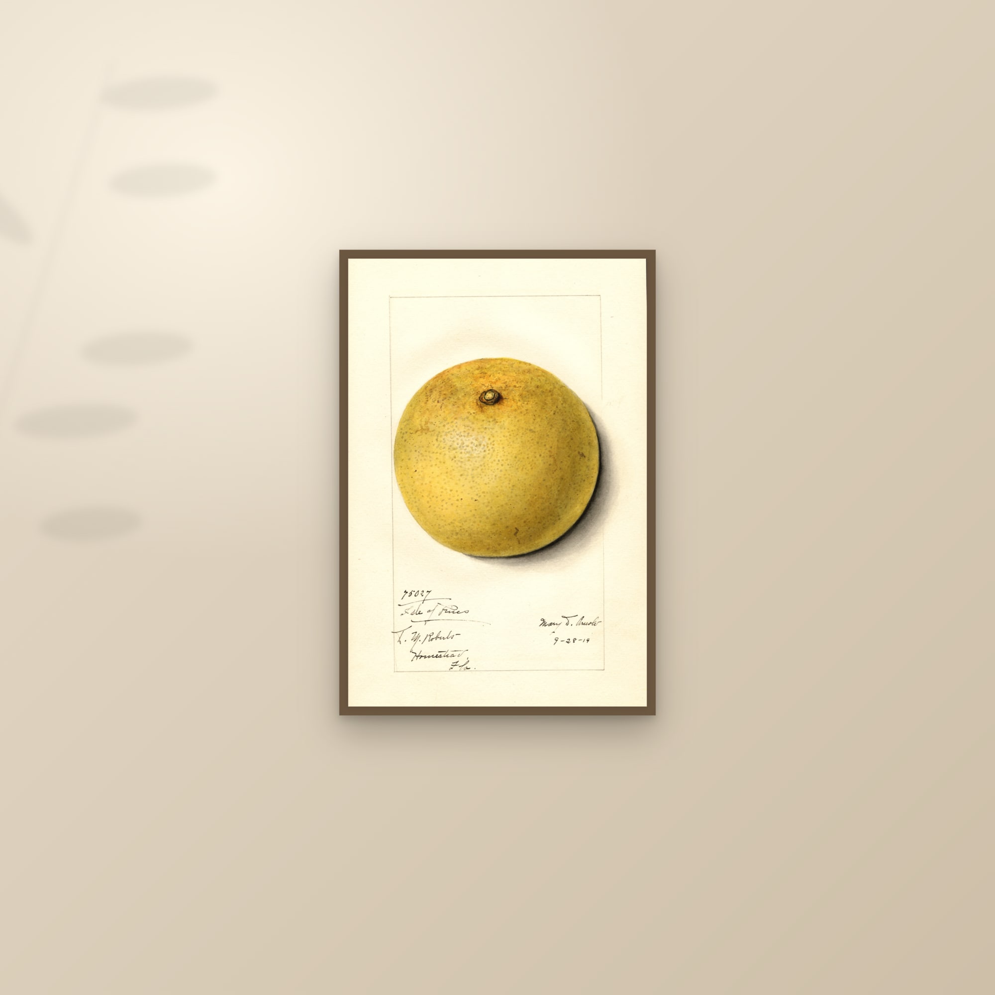 Isle Of Pines Grapefruit — framed and styled on a sunlit wall