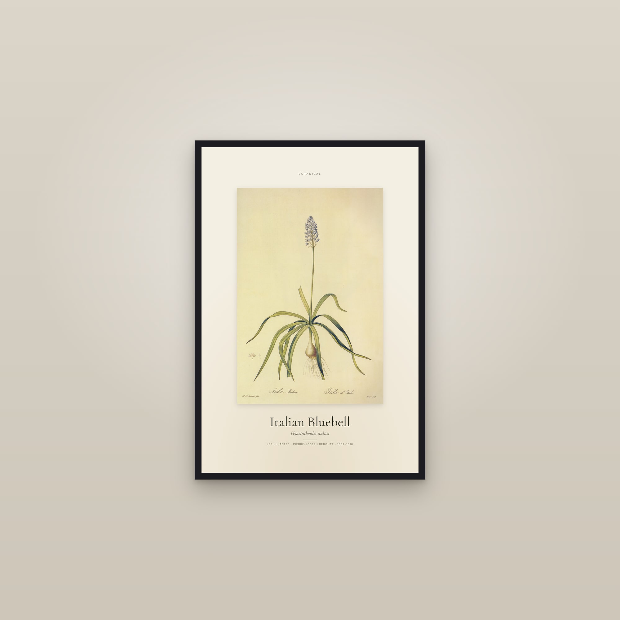 Italian Bluebell — Specimen — framed in a gallery setting