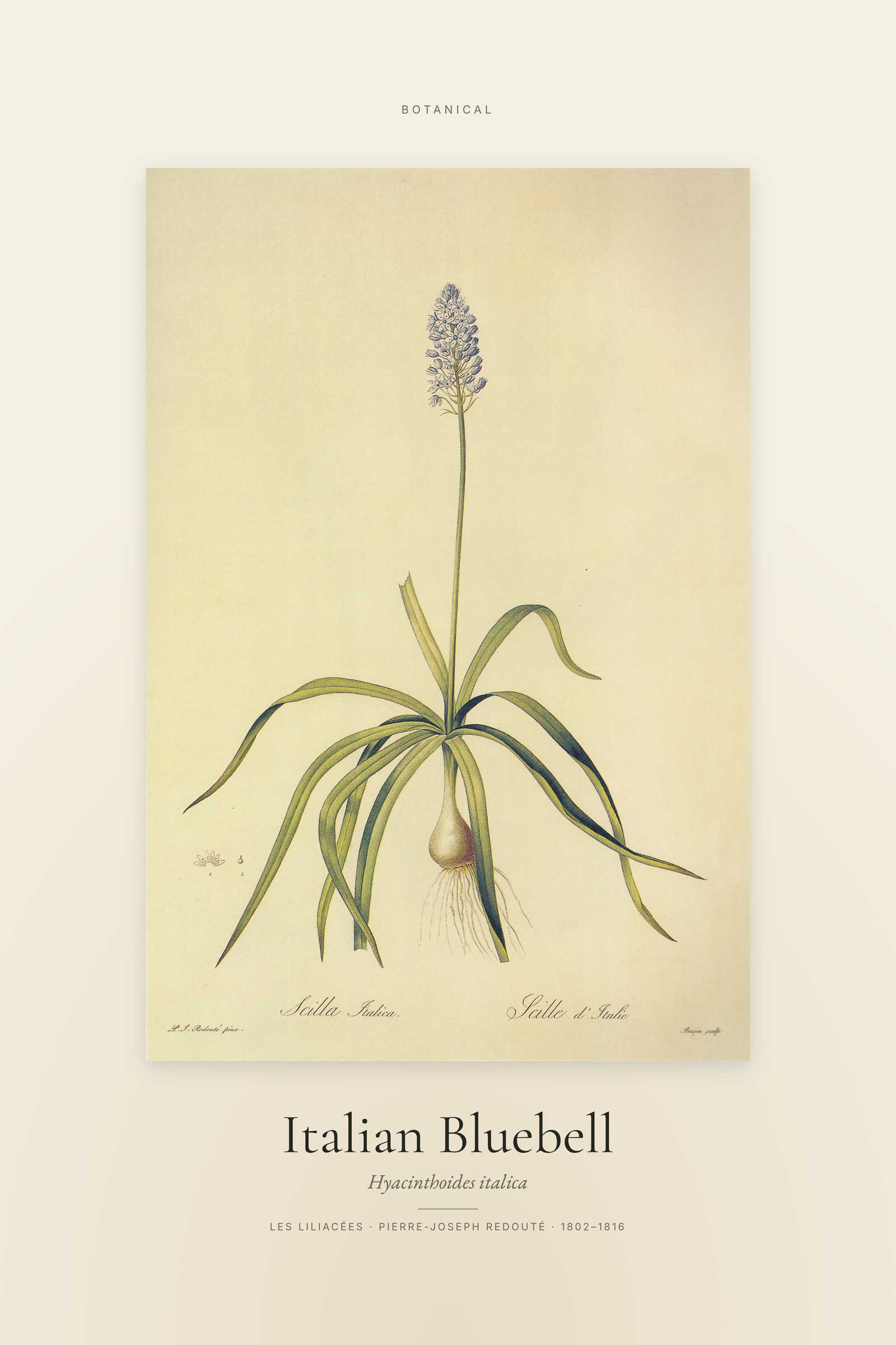 Italian Bluebell — Specimen
