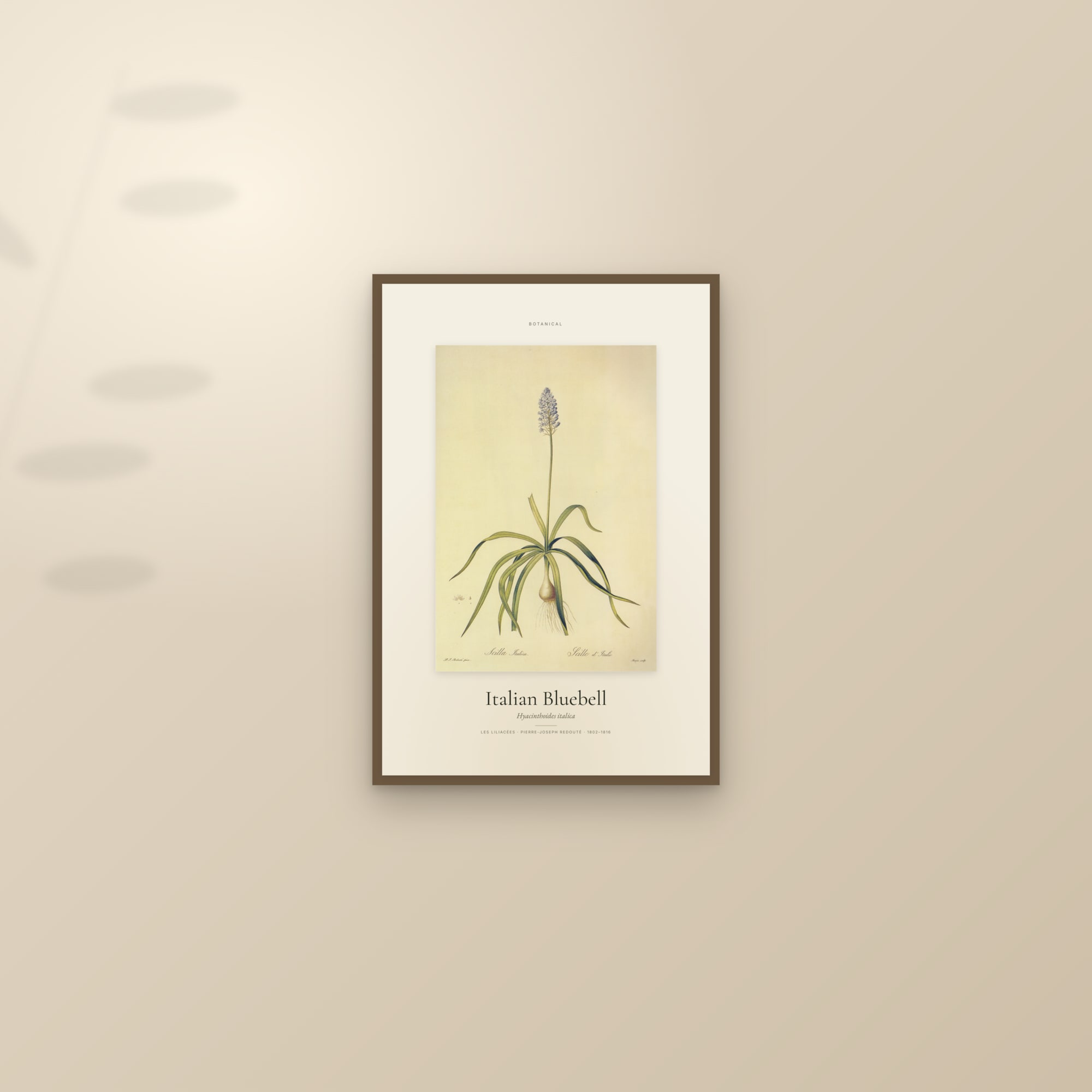 Italian Bluebell — Specimen — framed and styled on a sunlit wall