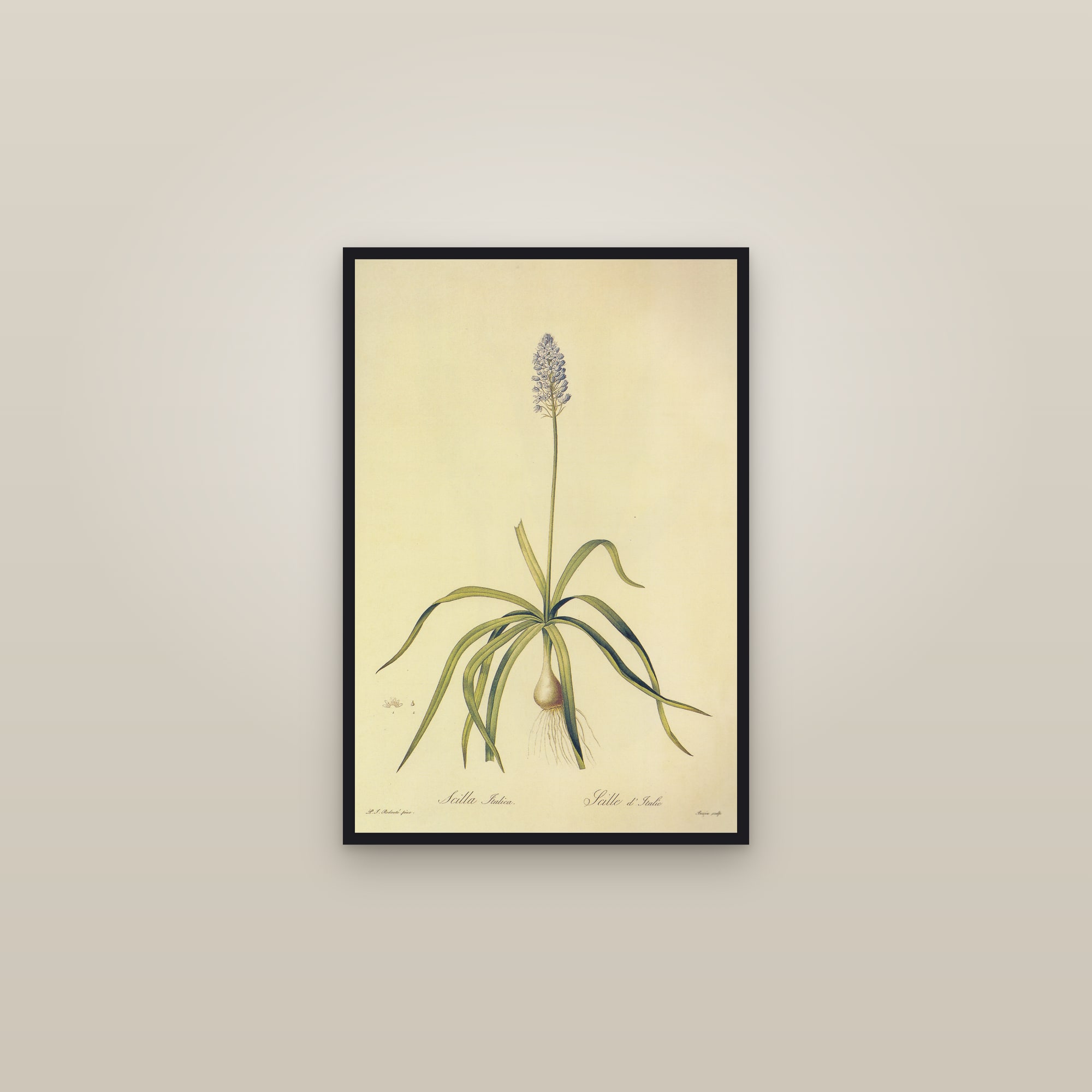 Italian Bluebell — framed in a gallery setting